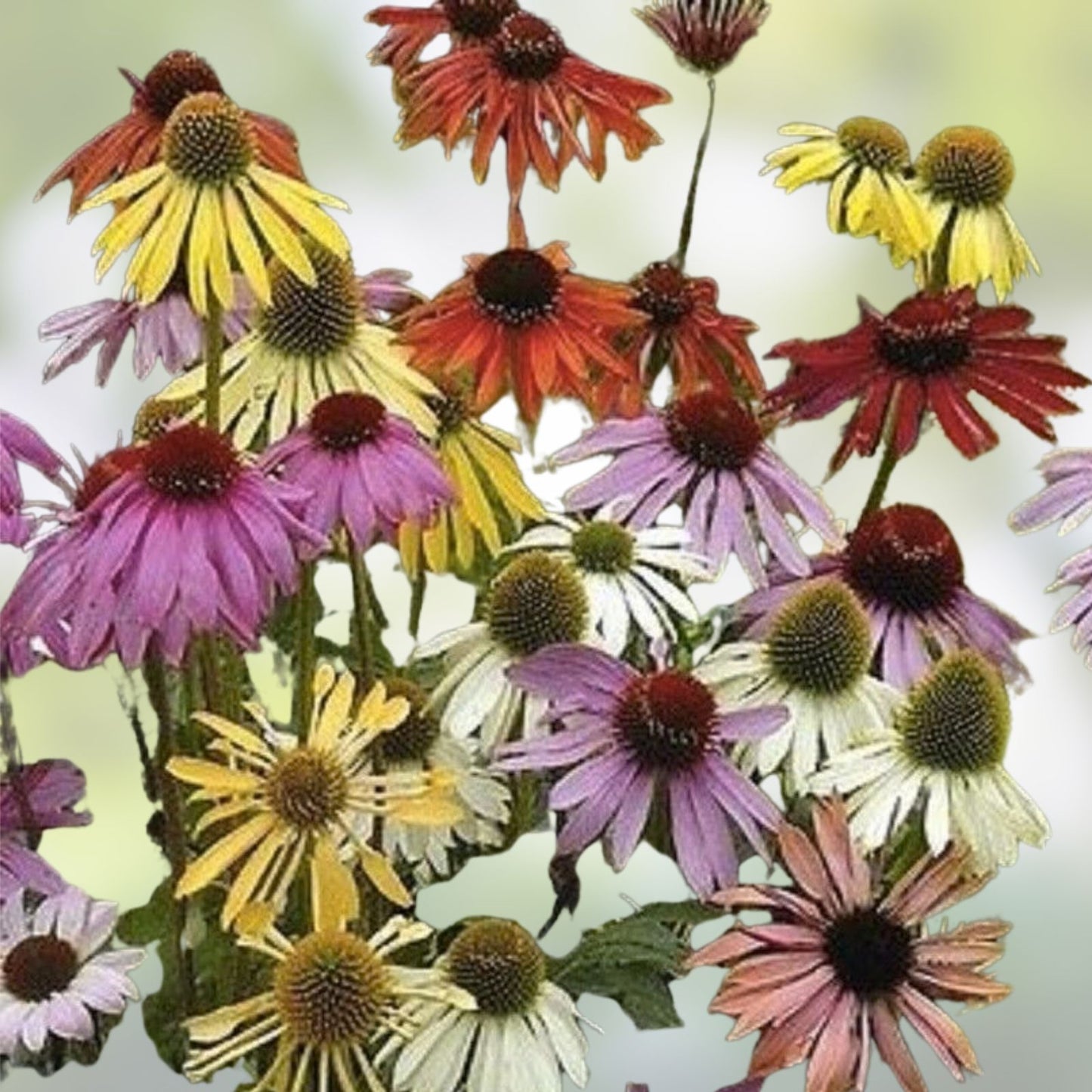 Mixed Color Coneflower Seeds 1,000 Count - Easy to Grow Perennial Flowers Echinacea Purpurea