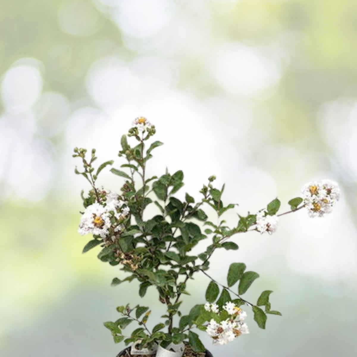 Live Crepe Myrtle Trees 6" Starter Plants - Snow White Flowers, Lagerstroemia Indica, Fast Growing Shrubs
