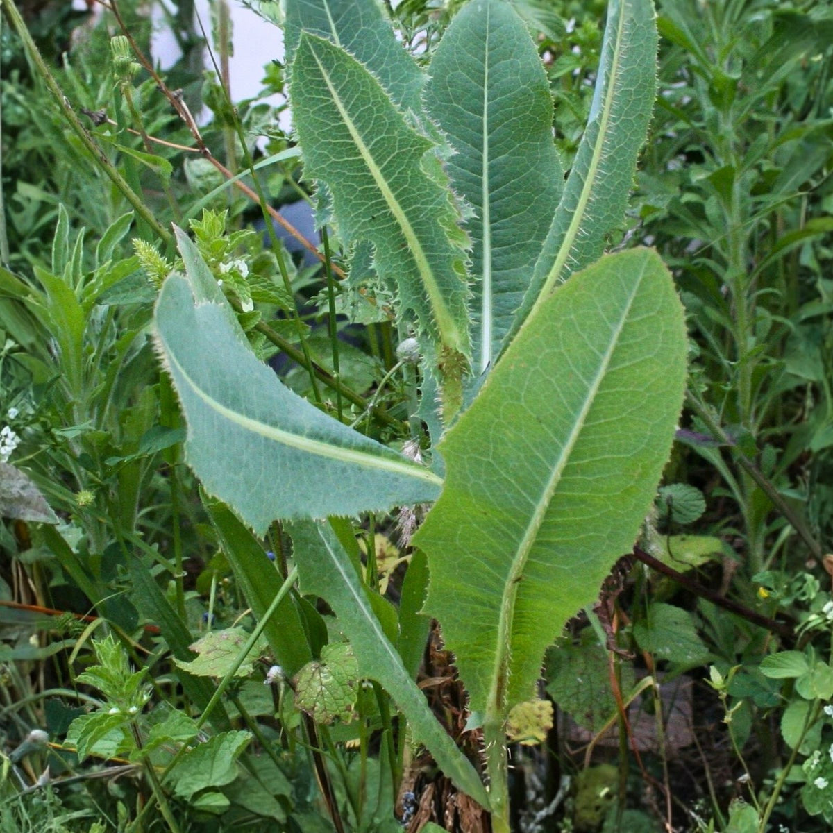 Wild Lettuce Live Plant 5-Pack - Organic Pain Relief - Lactuca Virosa - USA Grown