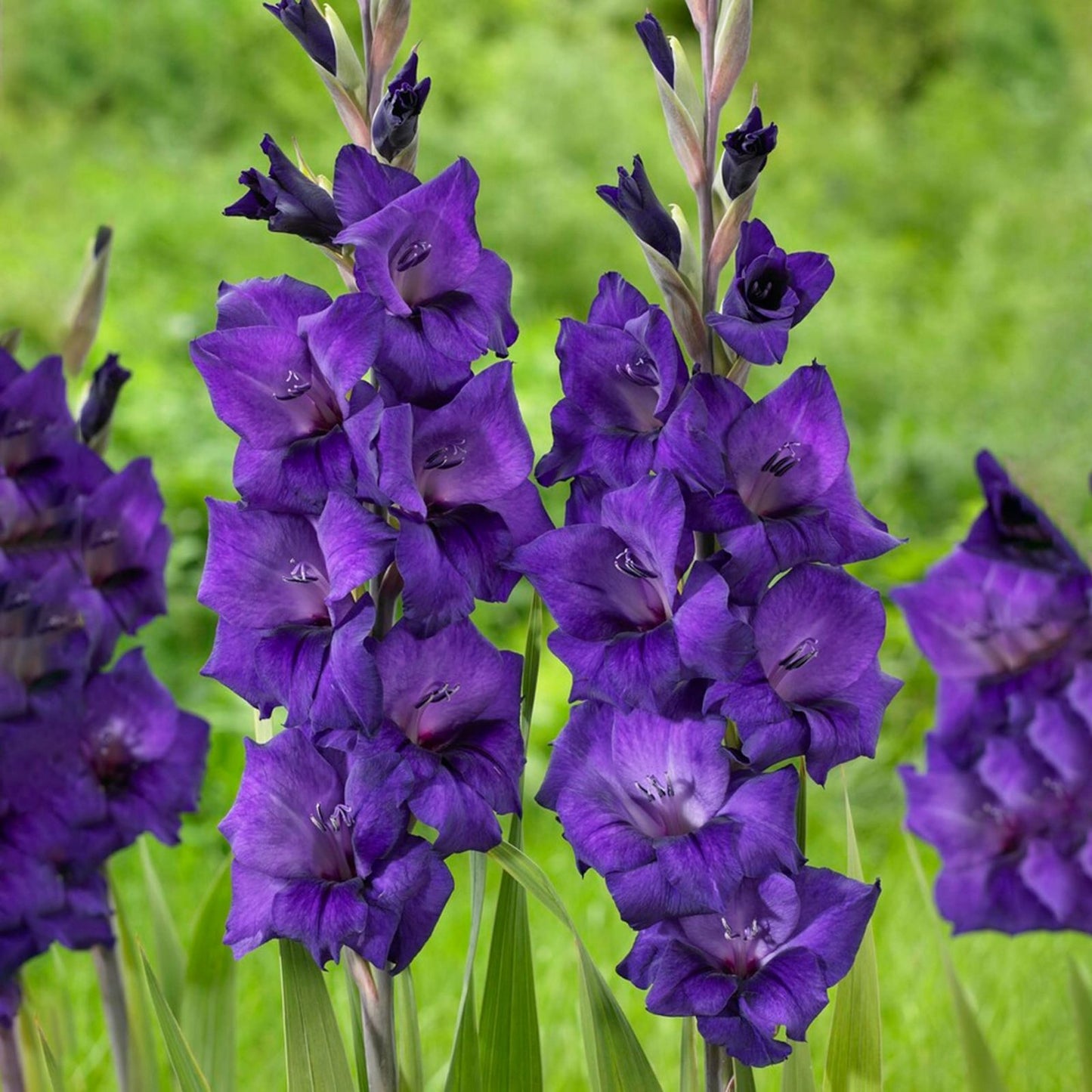 Gladiolus Bulbs 12/14cm Purple Flora Tall Sword Lily Velvety Blooms Gladiolus 'Purple Flora'