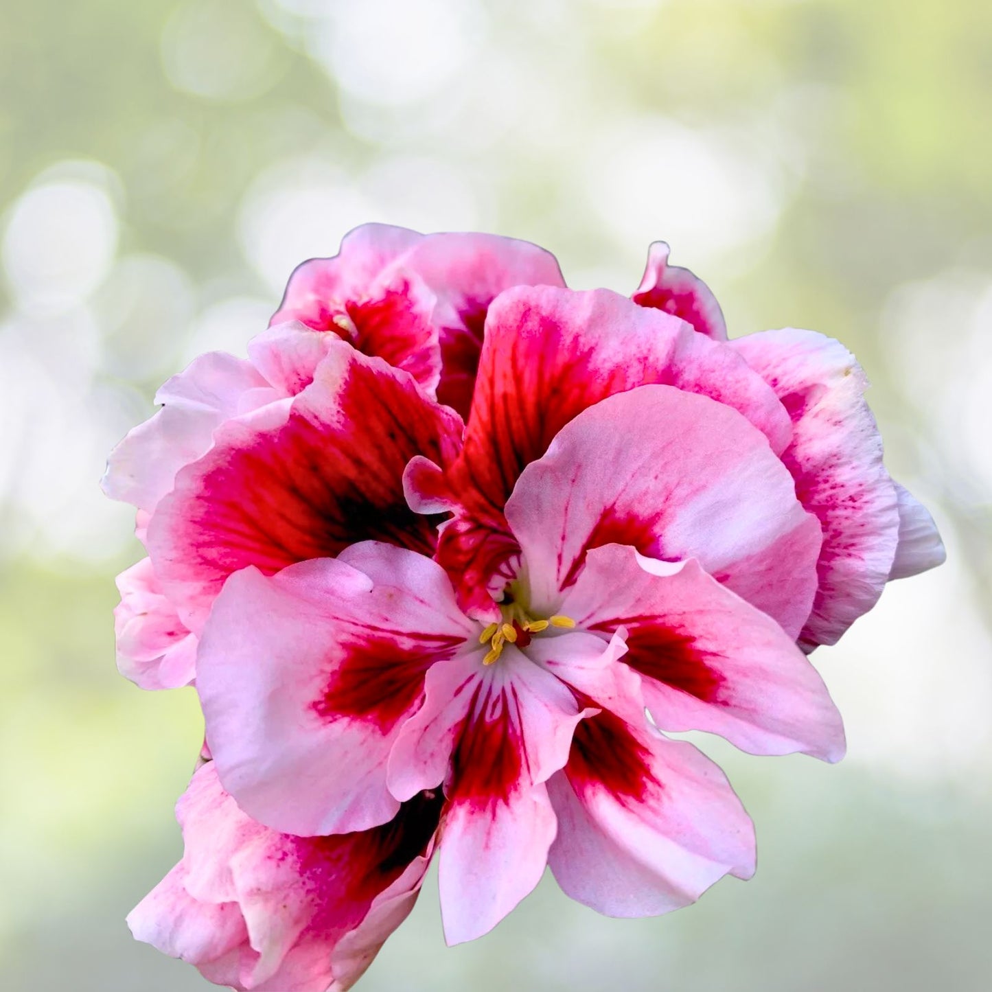 Geranium Live Plant Cuttings - 6 Inch White & Maroon Center Perennial - Pelargonium - Set of 3