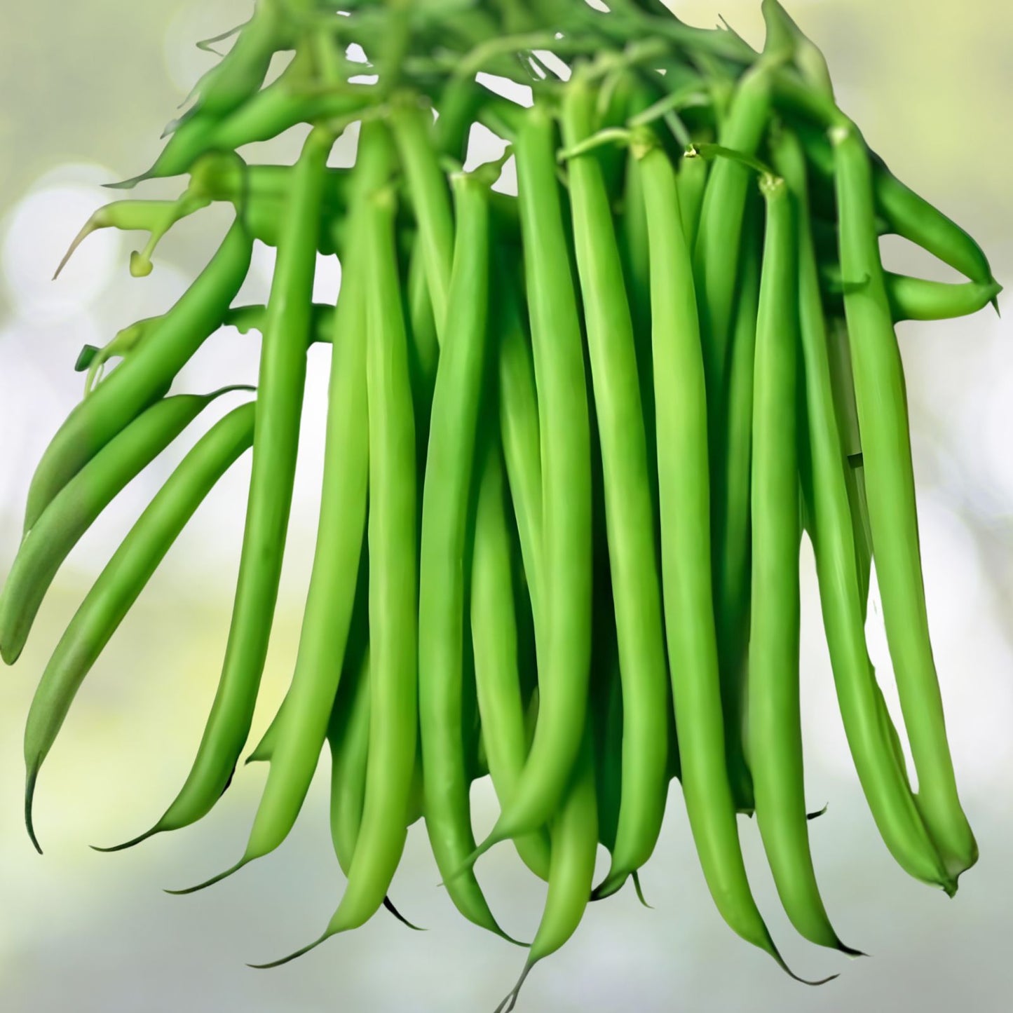 Slenderette Bush Bean Seeds – Non-GMO, 100+ Phaseolus vulgaris Vegetable Seeds for Gardening and Cooking