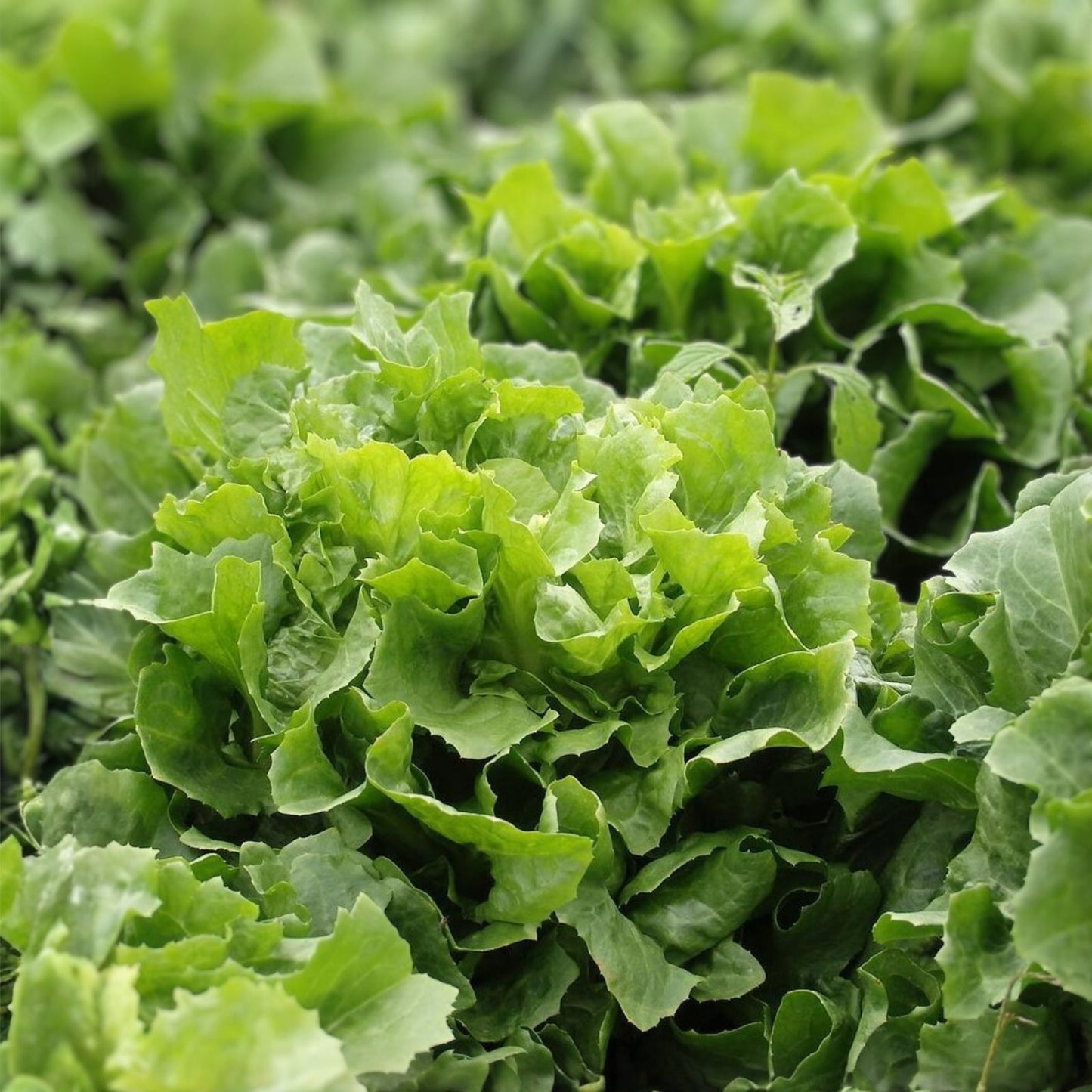 Endive Lettuce Seeds 500 Count – Broadleaf Batavian Heirloom Non-GMO Organic Vegetable Seeds