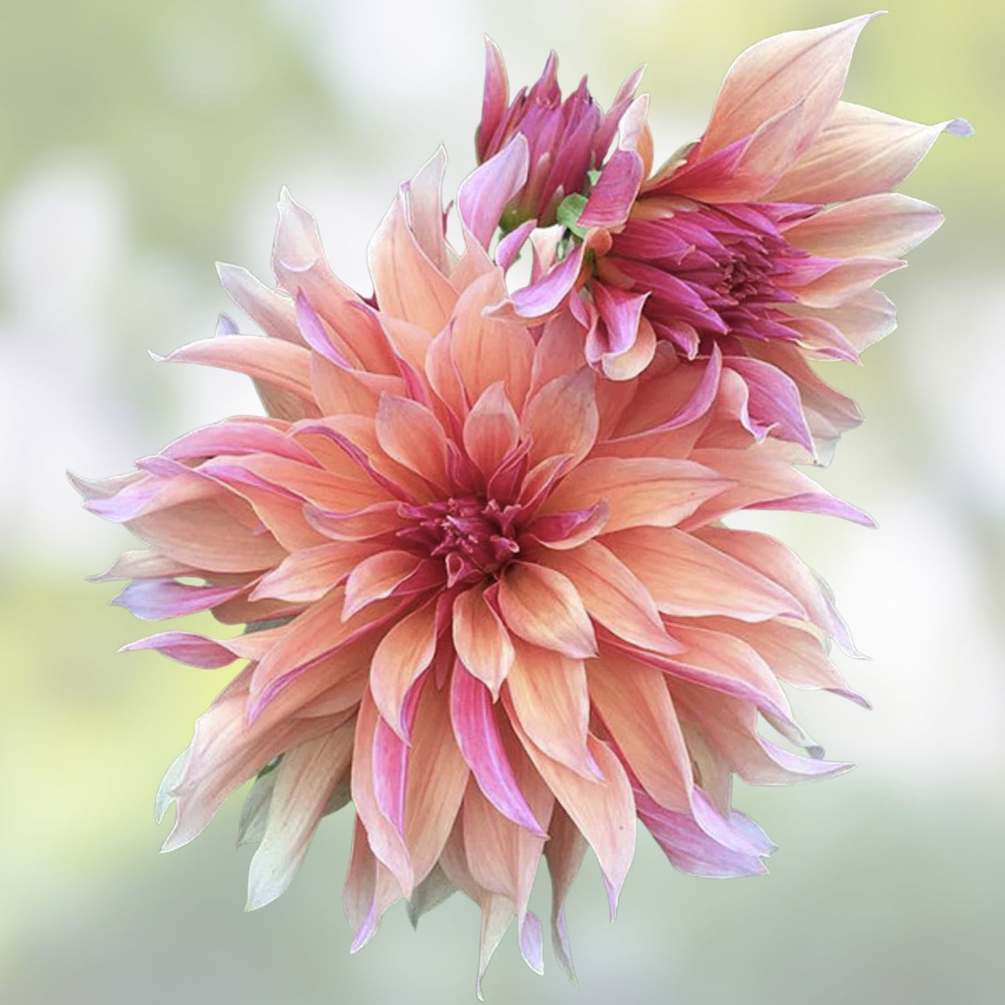 Dahlia Flower Seeds Exotic Mix 100+ Seeds Labyrinth Variety Garden Planting from Iowa USA