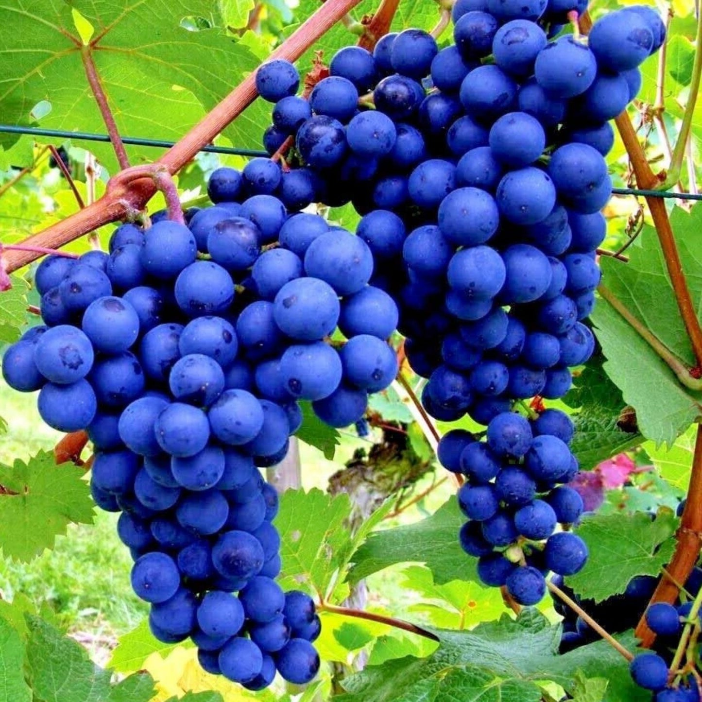 Crimson Glory Grape Vine Seeds 10 Pack Vitis coignetiae for Planting and Gardening