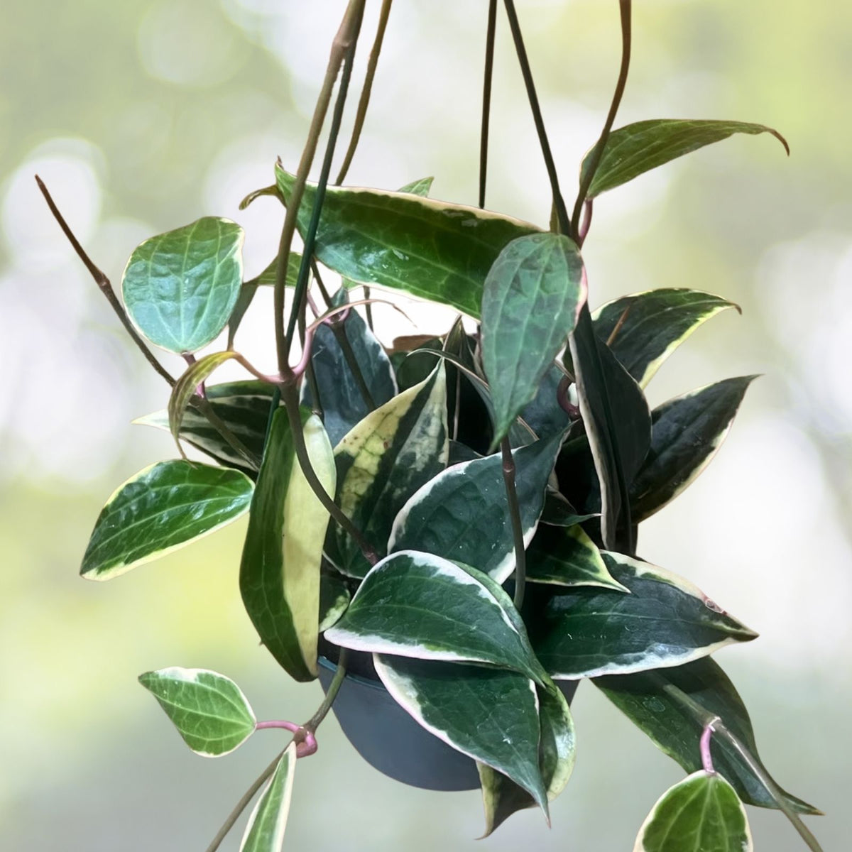 Hoya Macrophylla Albomarginata 6" Pot - Variegated Tropical Houseplant, Unique Leaves, Epiphytic Vine, Hoya Plant