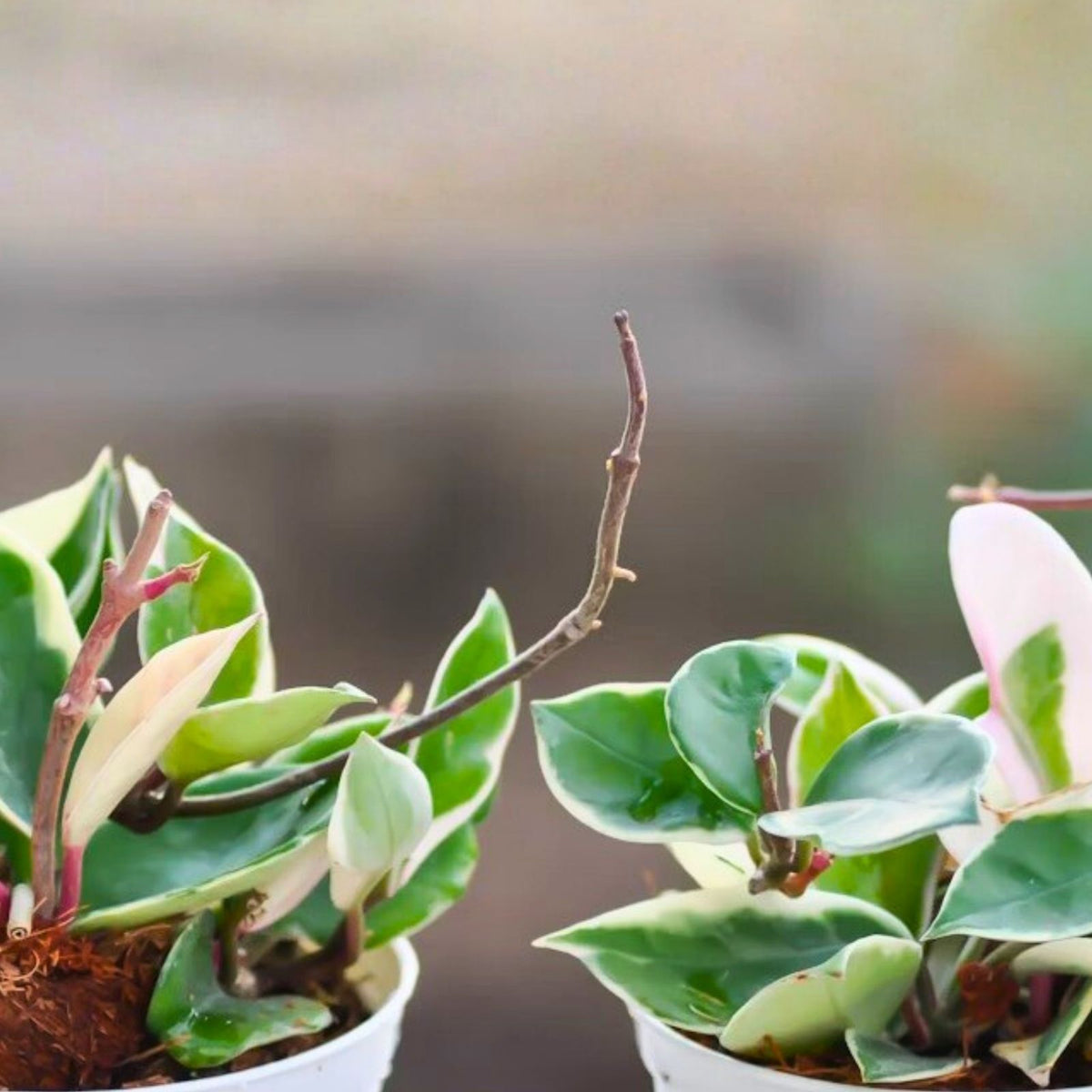 Hoya Cuttings Lot of 6 Uncommon Varieties with 3+ Nodes, Healthy Starter Plants, Hoya spp.