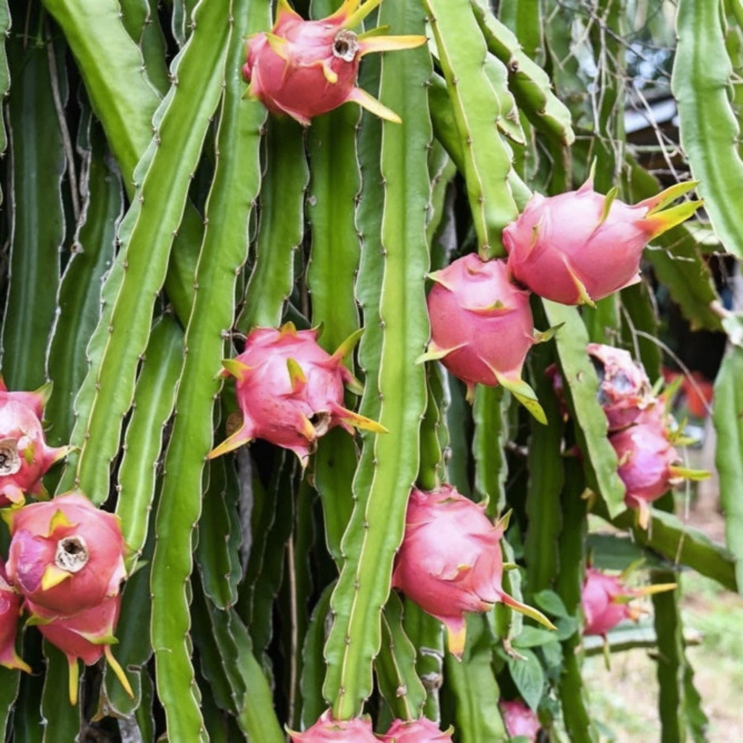 Rare Dragon Fruit Cuttings 10 Pieces 8-12 Inches Hylocereus undatus Pink Flesh Fruit Plant