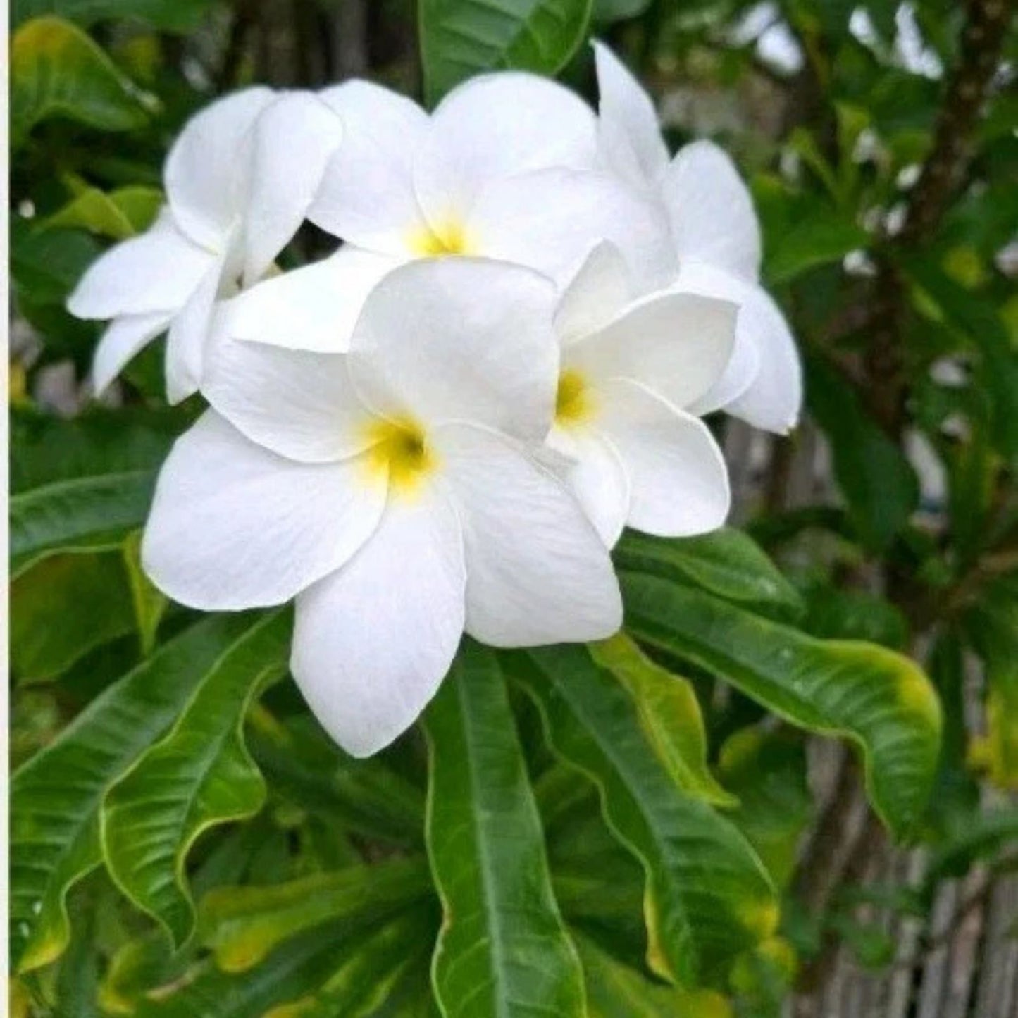 Plumeria Cutting 10" Snow Bridal Bouquet Arrow Frangipani Tropical Flowering Plant Plumeria Pudica