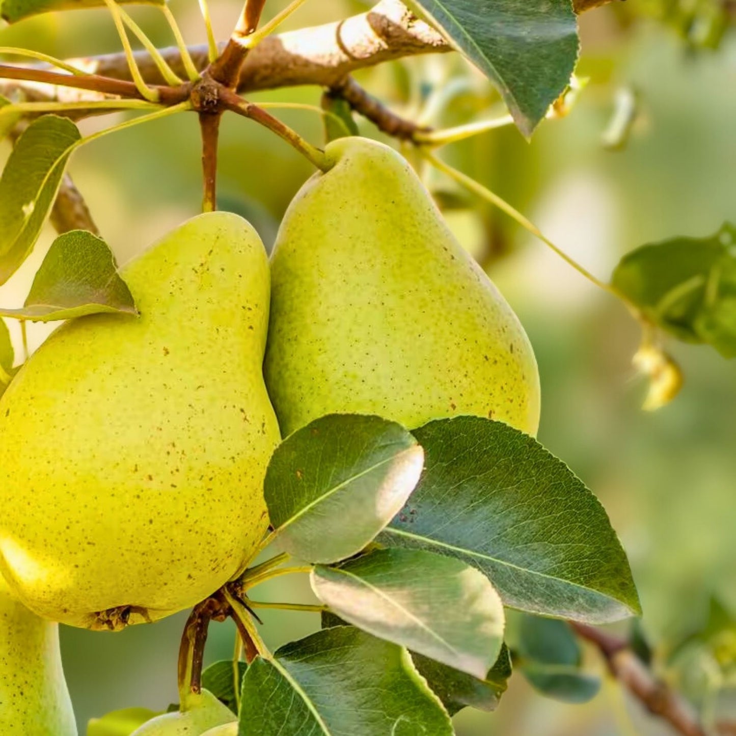 Bartlett Pear Tree Seeds 10 Pack - Edible Sweet Fruits - Pyrus communis - Free Shipping