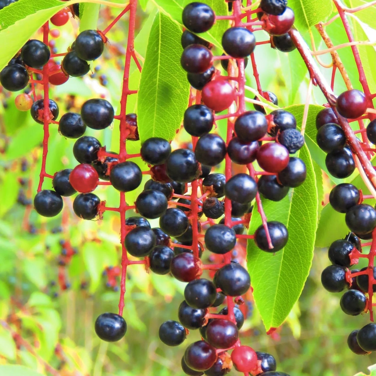 Black Cherry Tree Seeds 25 Pack – Prunus Serotina – Grow Your Own Cherry Trees – Fruit Tree Seeds for Planting