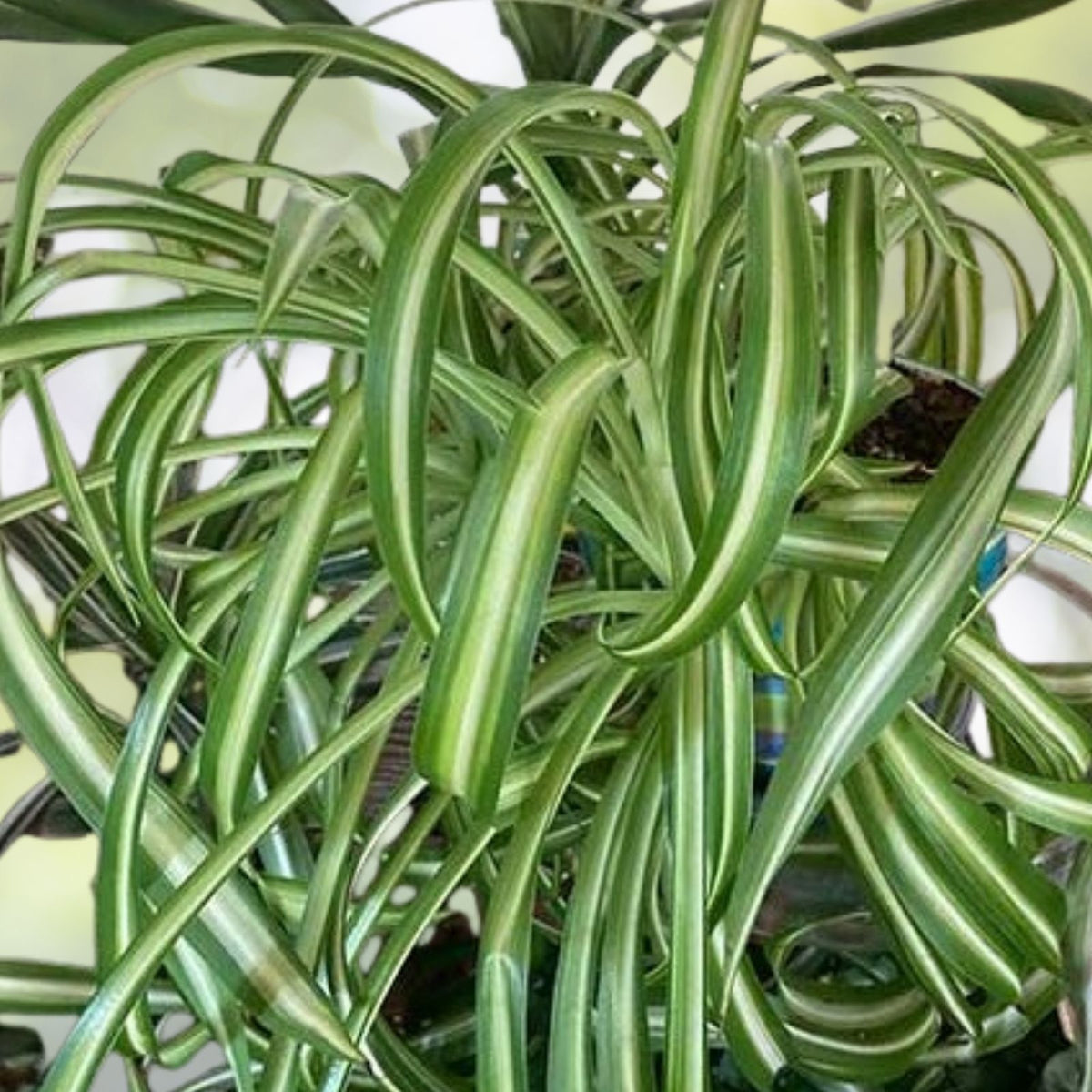 Live Green Spider Plant Cuttings - 5 Rooted Non-Variegated Pups - Chlorophytum comosum - Indoor Houseplant
