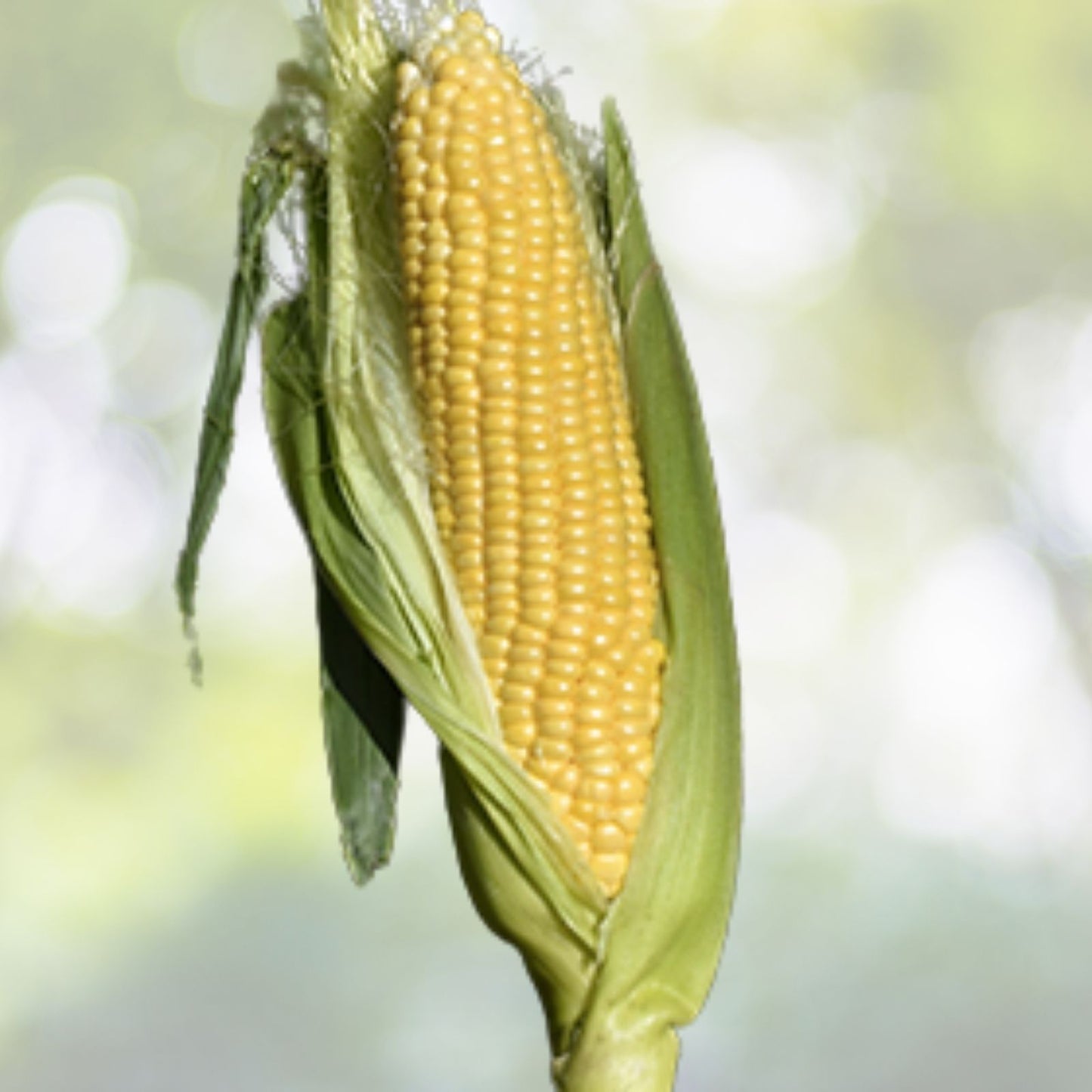 Golden Bantam Corn Seeds | Non-GMO Heirloom Sweet Corn | Fresh Organic Seeds | Zea mays