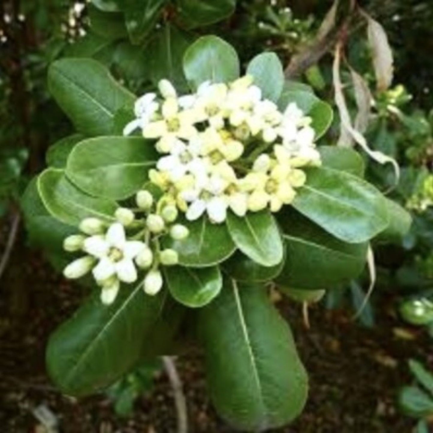 Japanese Cheesewood Tree Seeds 30 Pack – Pittosporum tobira, Hardy Evergreen, Fragrant Flowers, Garden Planting