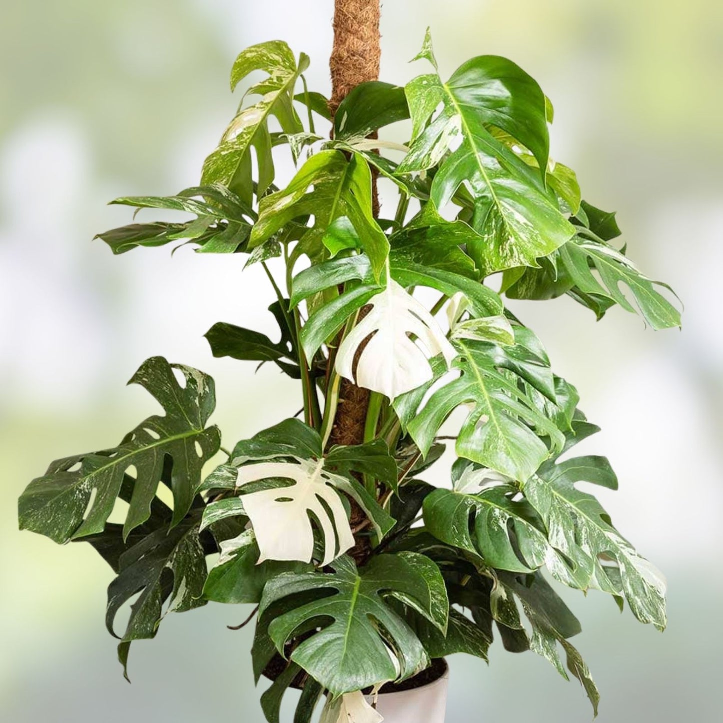 Monstera Albo Variegated Plant – Rare Tropical Houseplant – Monstera deliciosa var, albo-variegata
