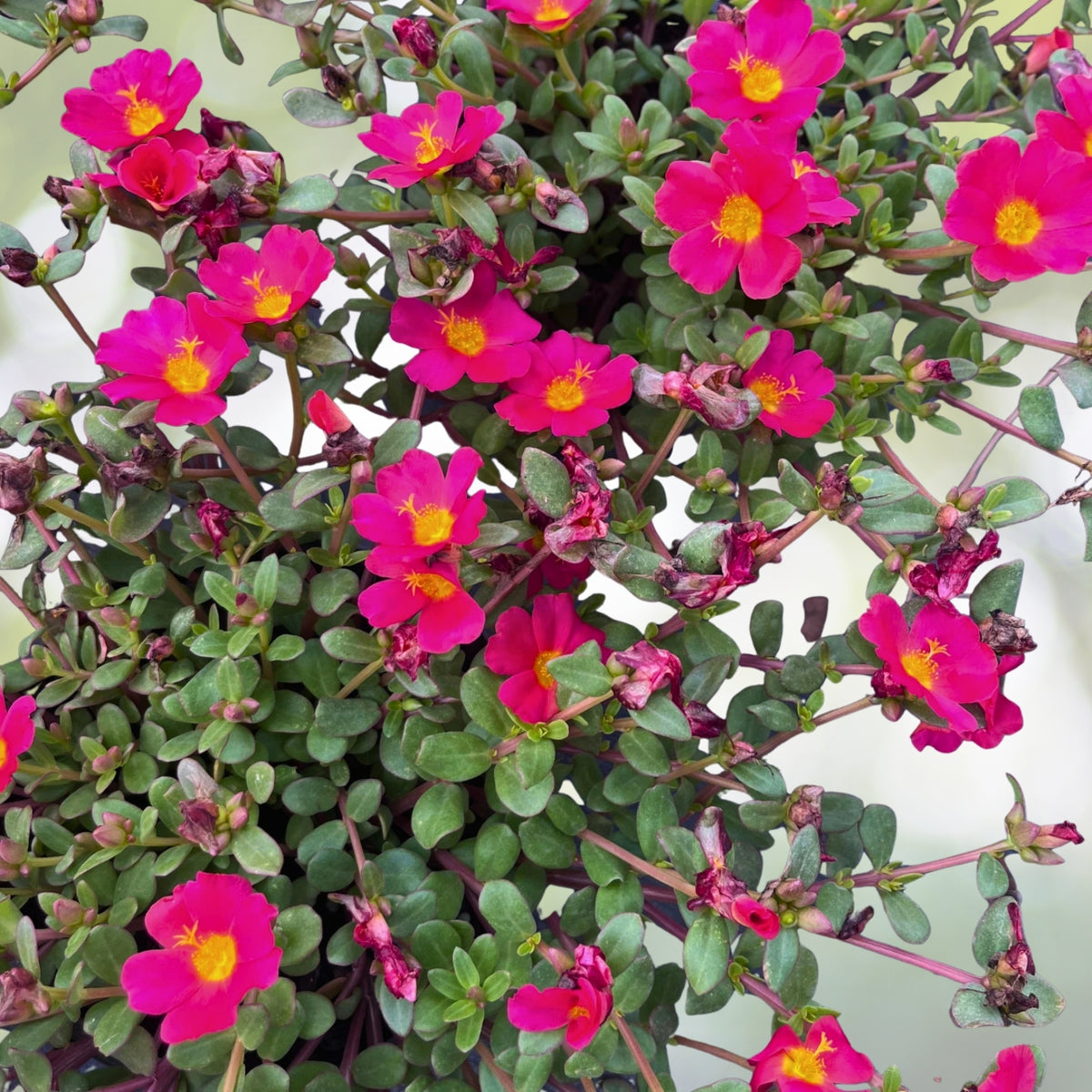 Purple Portulaca Plant 6in Pot - Moss Rose, Drought-Tolerant Ground Cover - Portulaca grandiflora