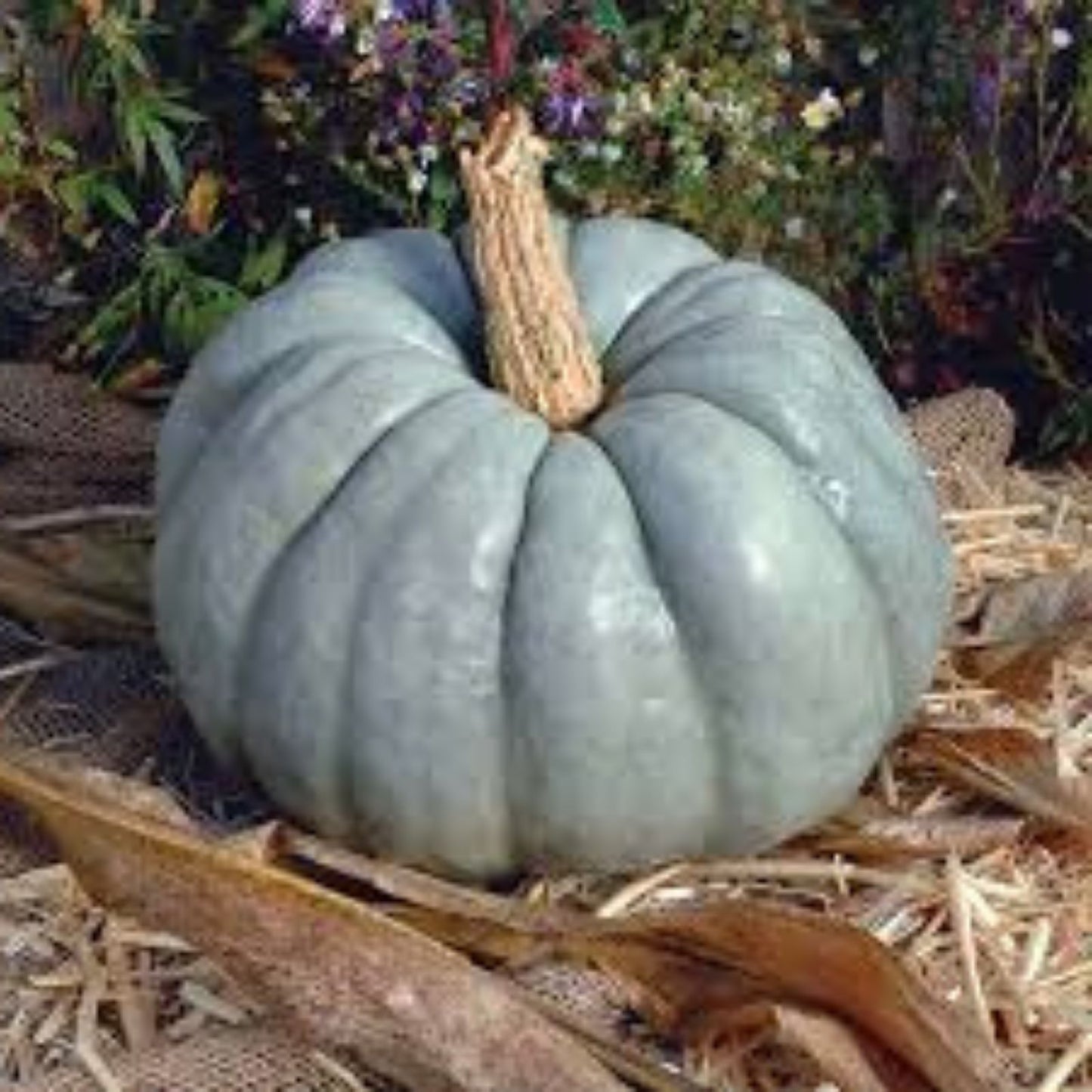 Blue Doll Pumpkin Seeds, Organic 10 Count, Cucurbita pepo, USA Grown, Non-GMO, Heirloom, Edible Seeds, Ships Free