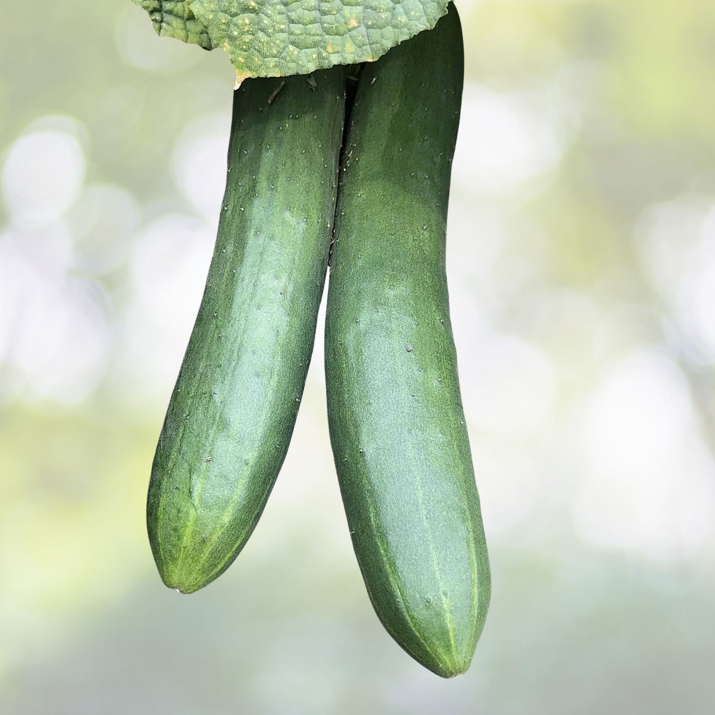 Straight Eight Cucumber Seeds | NON-GMO Heirloom | Organic Vegetable Garden | Cucumis sativus