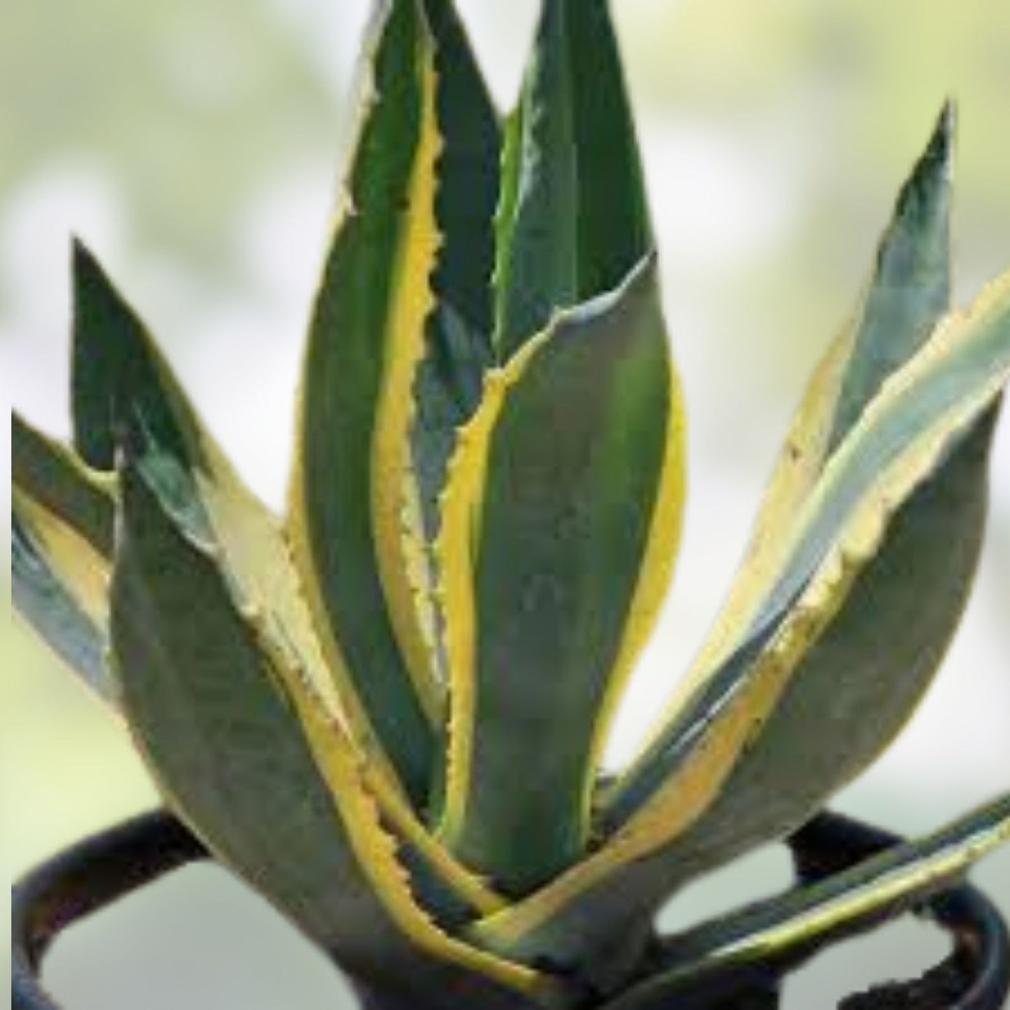 Agave Cuttings 10 Inch Yellow Edge Variegated Succulent Agave Americana Plant Propagation