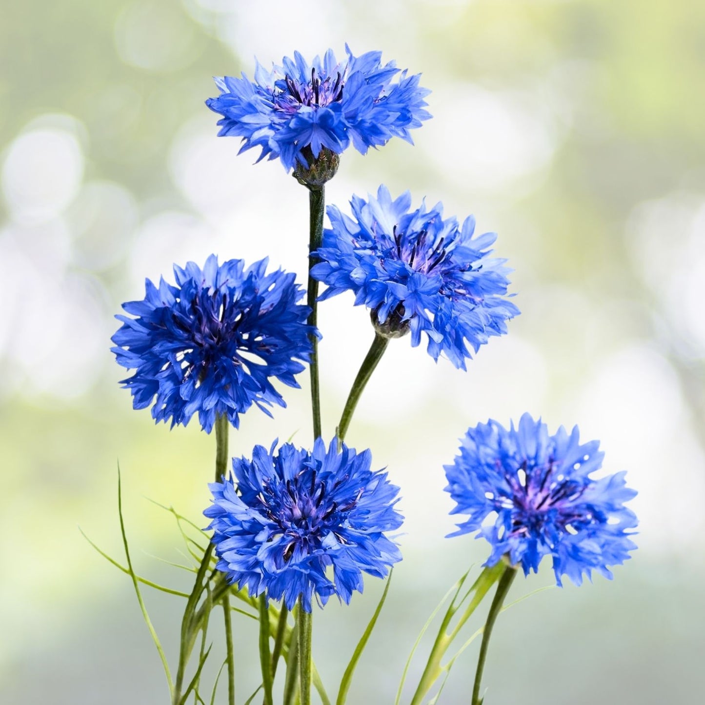 Bachelor Button Cornflower Mixed Seeds | Non-GMO Heirloom Flower Seeds | Centaurea cyanus
