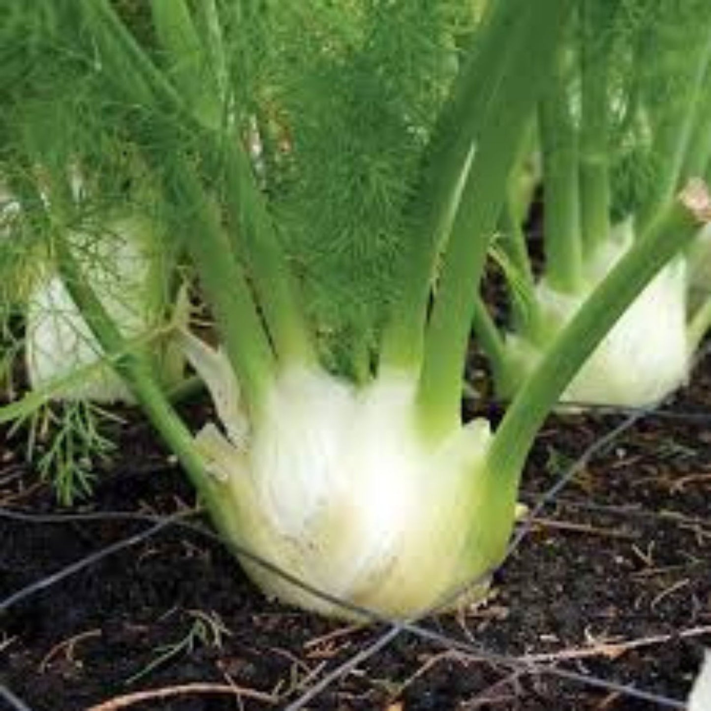 Heirloom Florence Fennel Seeds - Organic Non-GMO Foeniculum vulgare var. dulce, 50+ Seeds for Cooking and Gardening