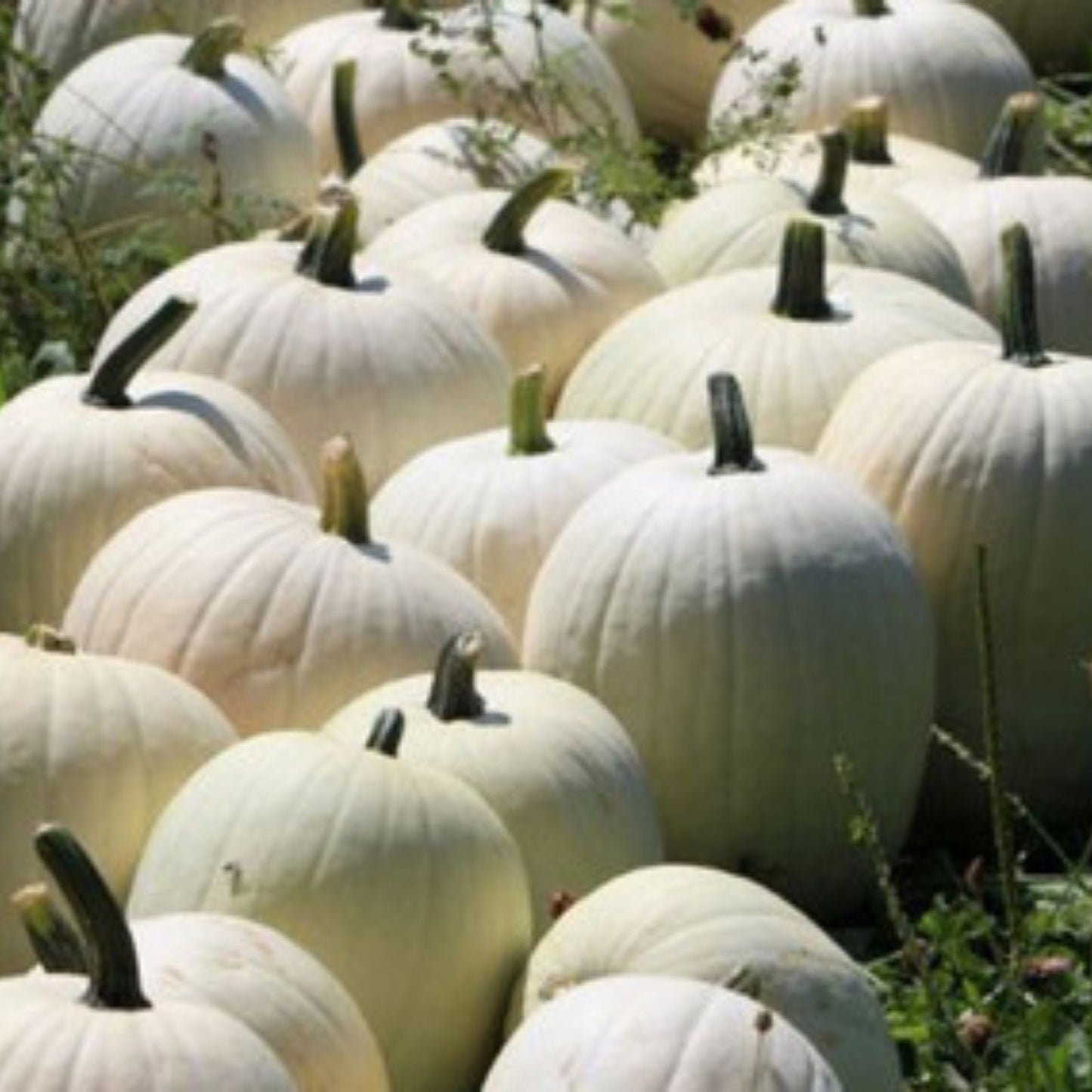 White Specter Pumpkin Seeds - 10 Organic Heirloom Seeds for Fall Gardens - USA Grown