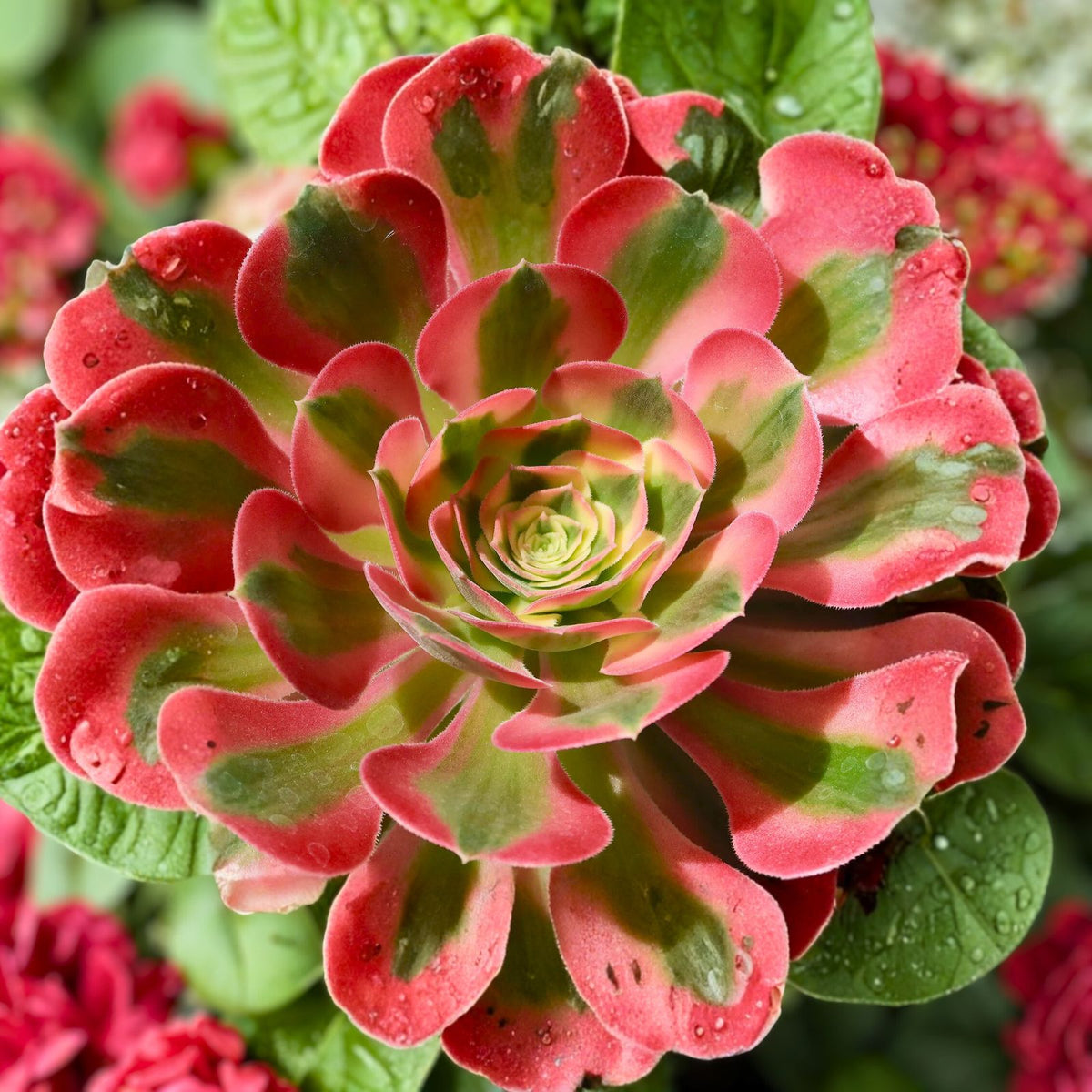Pink Witch Succulent Plant 4" - Rare Aeonium 'Pink Witch' - Colorful Rosette Foliage - Crassulaceae Family