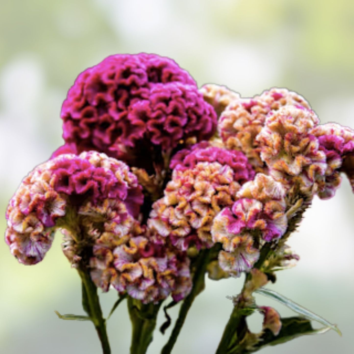 Variegated Cockscomb Celosia Seeds - 200 Organic Seeds - Colorful Garden Annuals - Celosia argentea - USA Grown