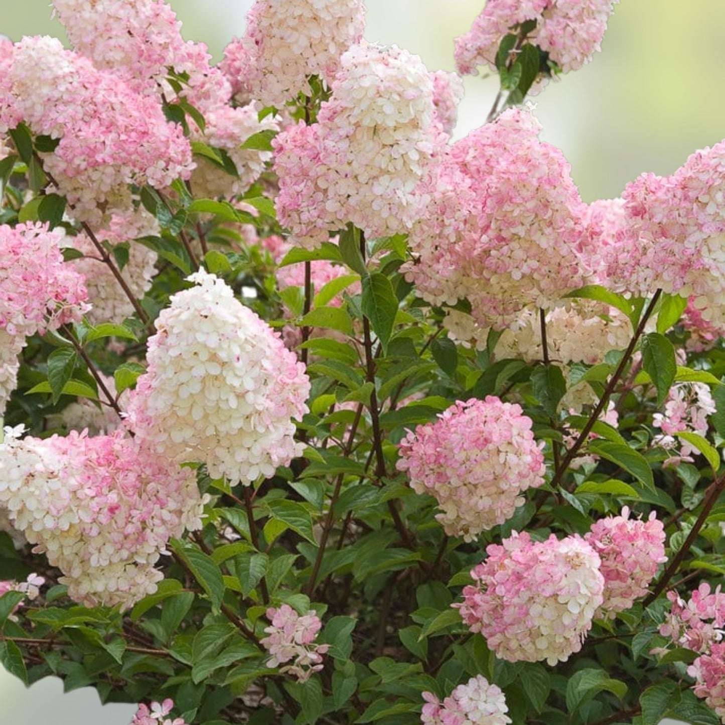 Vanilla Strawberry Hydrangea Cuttings – 5+2 Free Unrooted Fresh Hydrangea paniculata Plantings