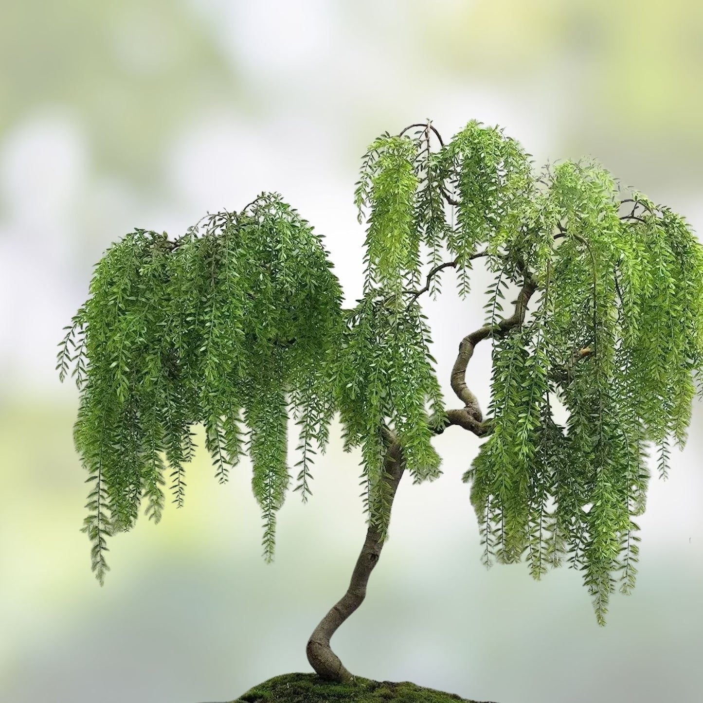 Dragon Bonsai Cuttings - Weeping Willow Tree - Dwarf Thick Trunk - Salix babylonica - Live Plant Propagation Material
