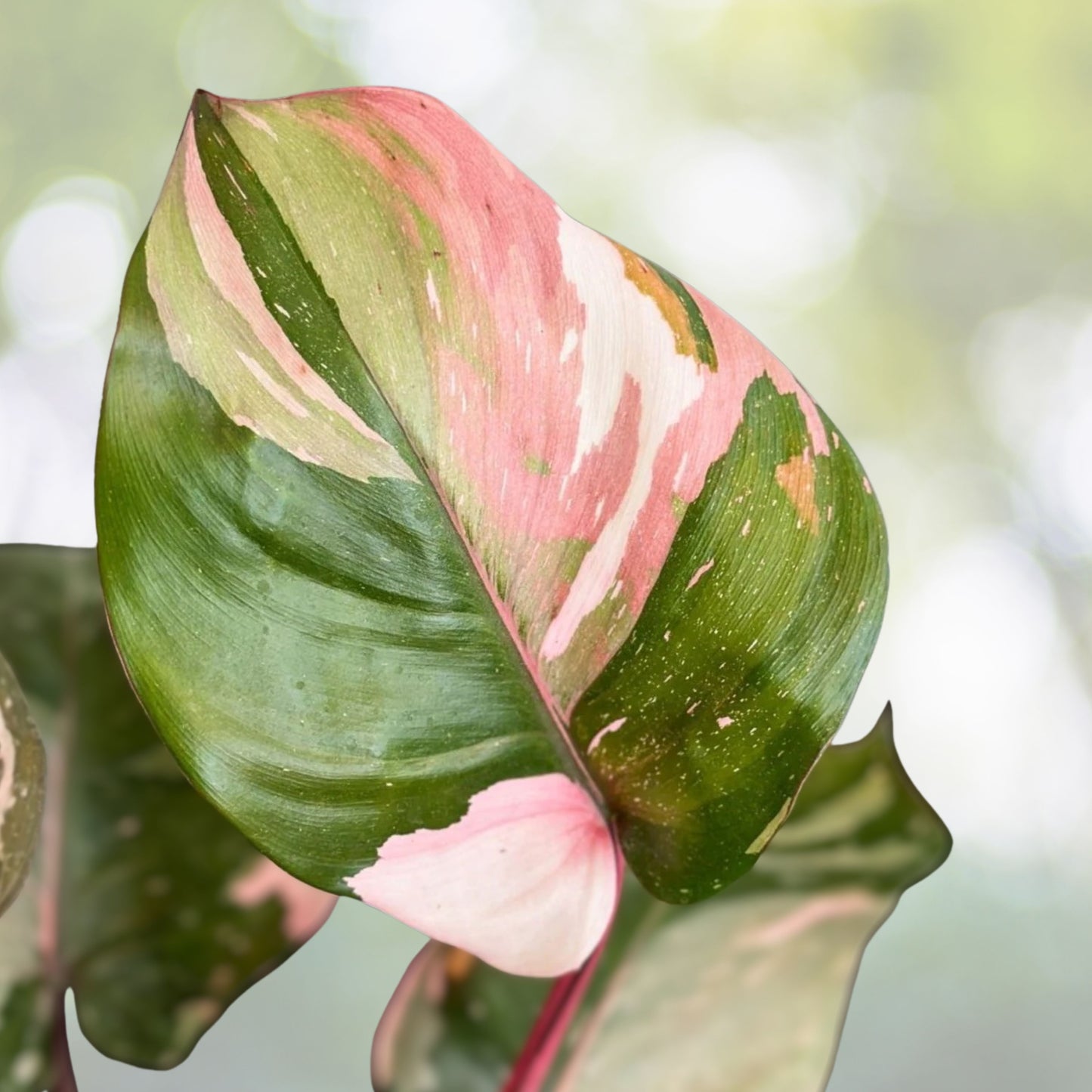 Pink Princess Philodendron Plant in 4" Pot | Variegated Tropical Houseplant | Philodendron erubescens
