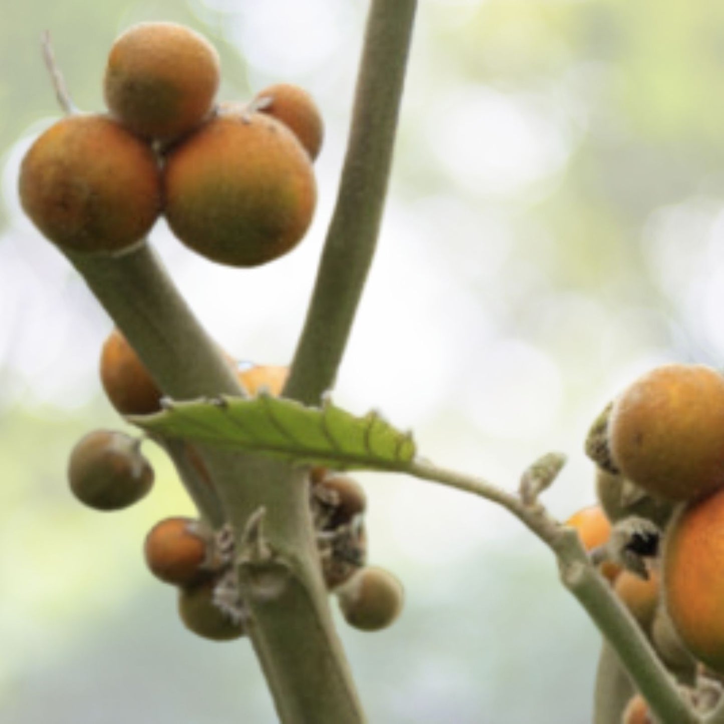 Organic Lulo Orange Tree Seeds - 20 Pack - Solanum quitoense - Tropical Fruit Seeds - Free Shipping