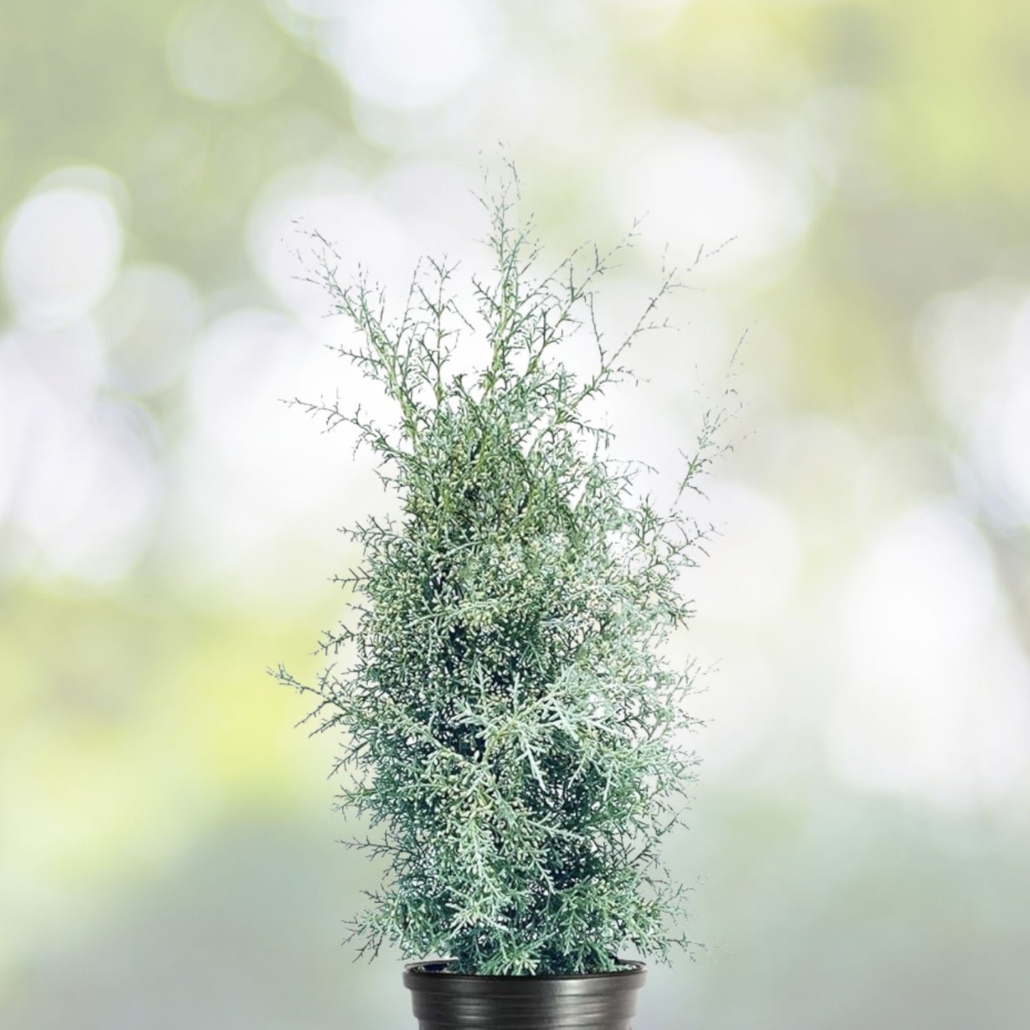 Mendocino Cypress Seeds - 20+ Ornamental Seeds - Cupressus pygmaea - Drought-Tolerant Evergreen Plant
