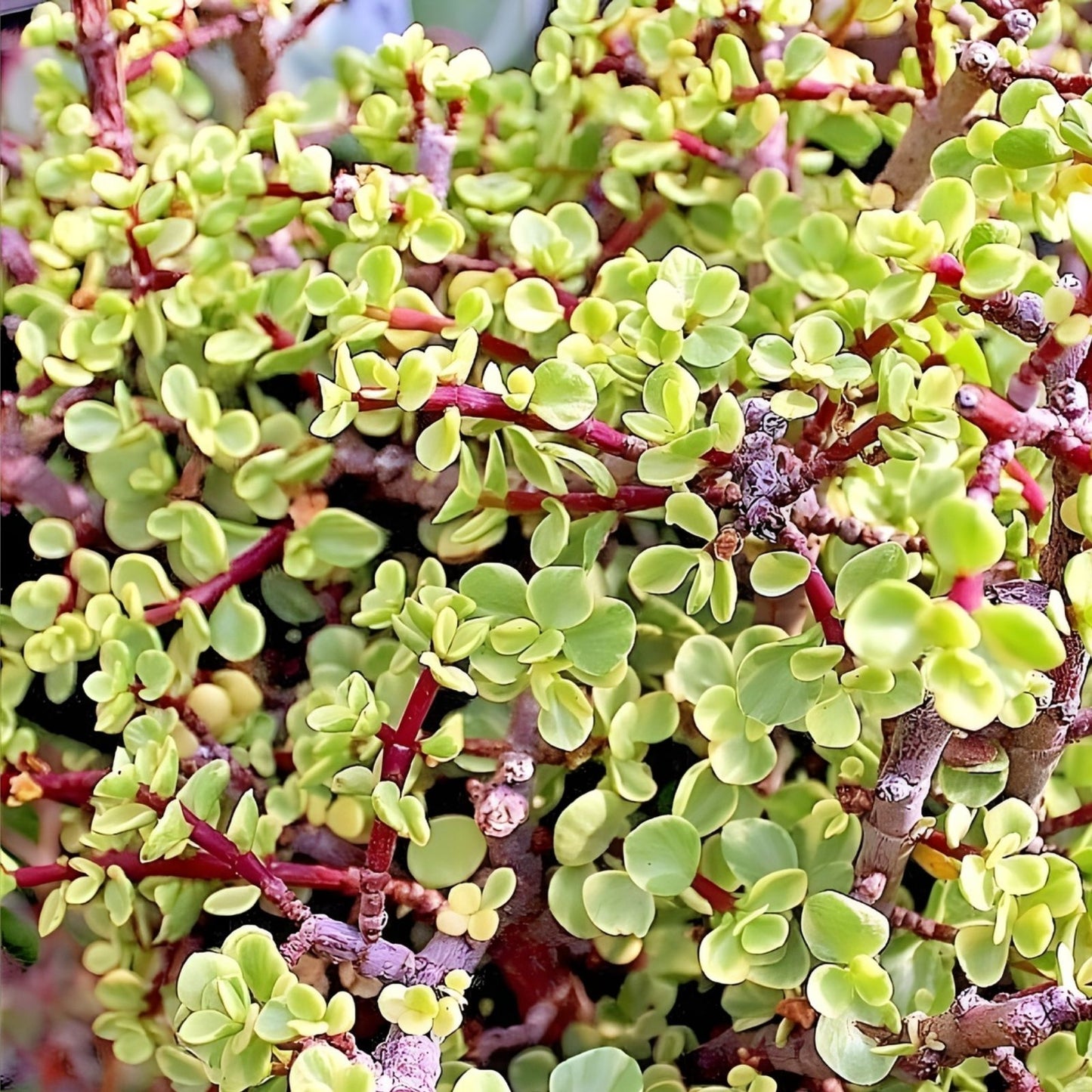 Rainbow Variegated Elephant Bush Cuttings - Portulacaria afra Dwarf Jade Plant - 2 Healthy Succulent Cuttings