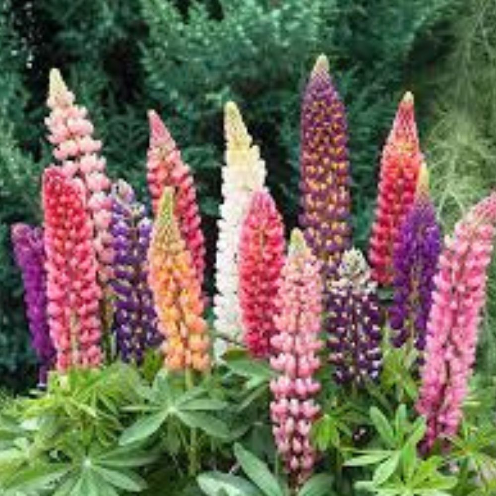 Russell Purple Lupine Seeds 60 Organic Perennial Lupinus polyphyllus USA Grown