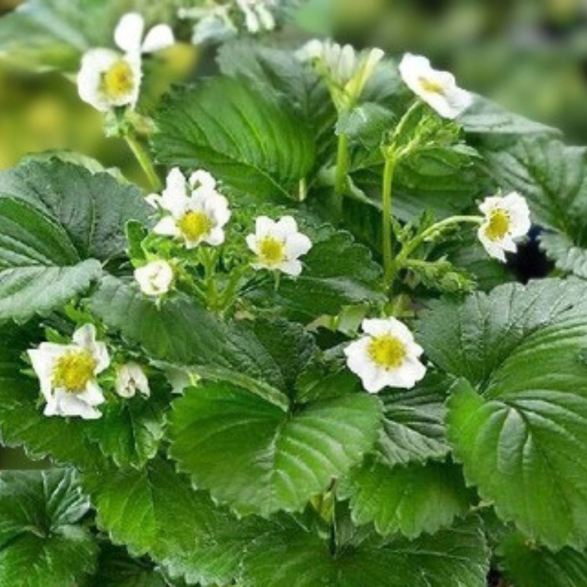 Crimson Treat Strawberry Seeds 150 or 350 Count Non-GMO Fragaria × ananassa Flower Garden Plant