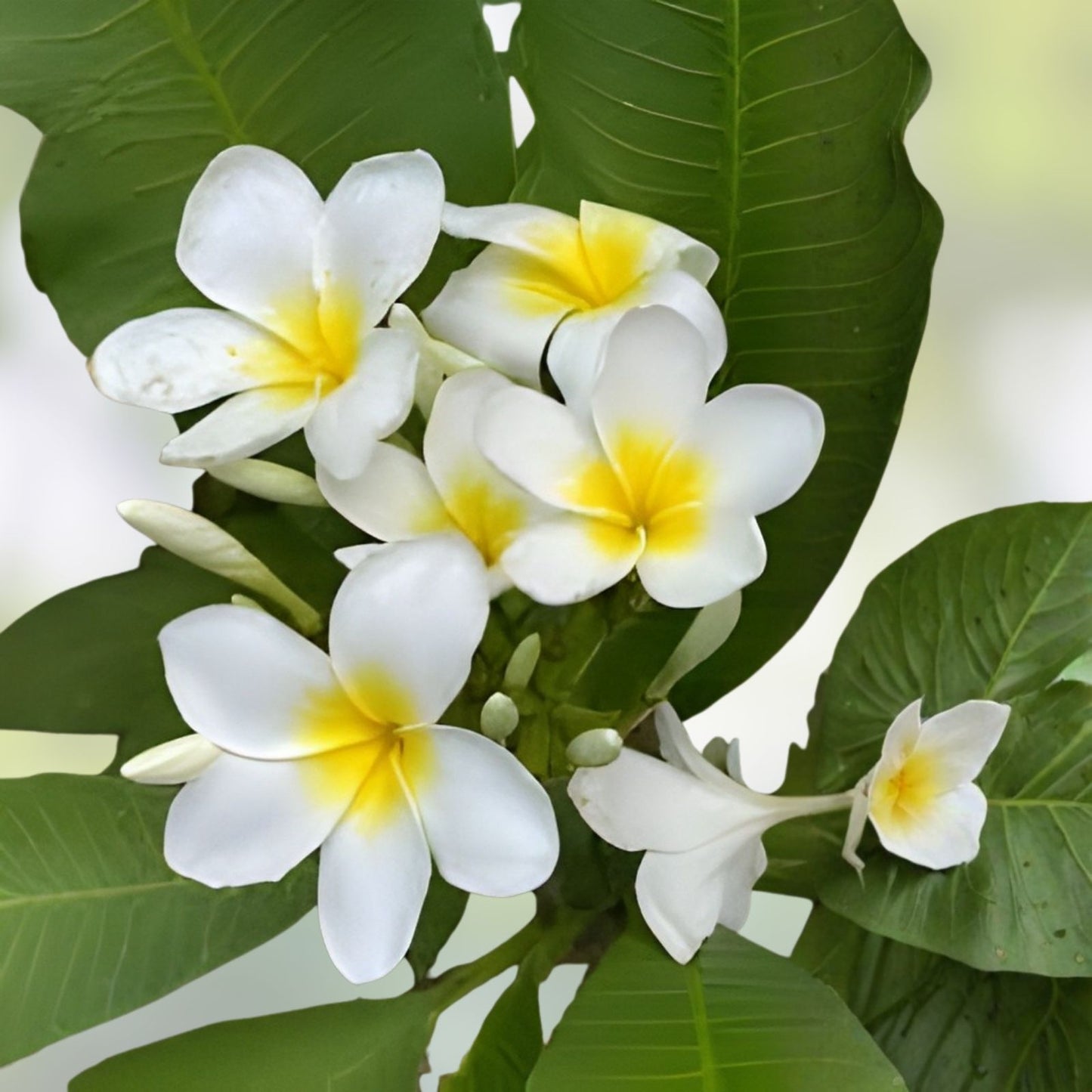 Well-Rooted Plumeria Plant - 3 Branches, White and Yellow Blooms, Frangipani (Plumeria)