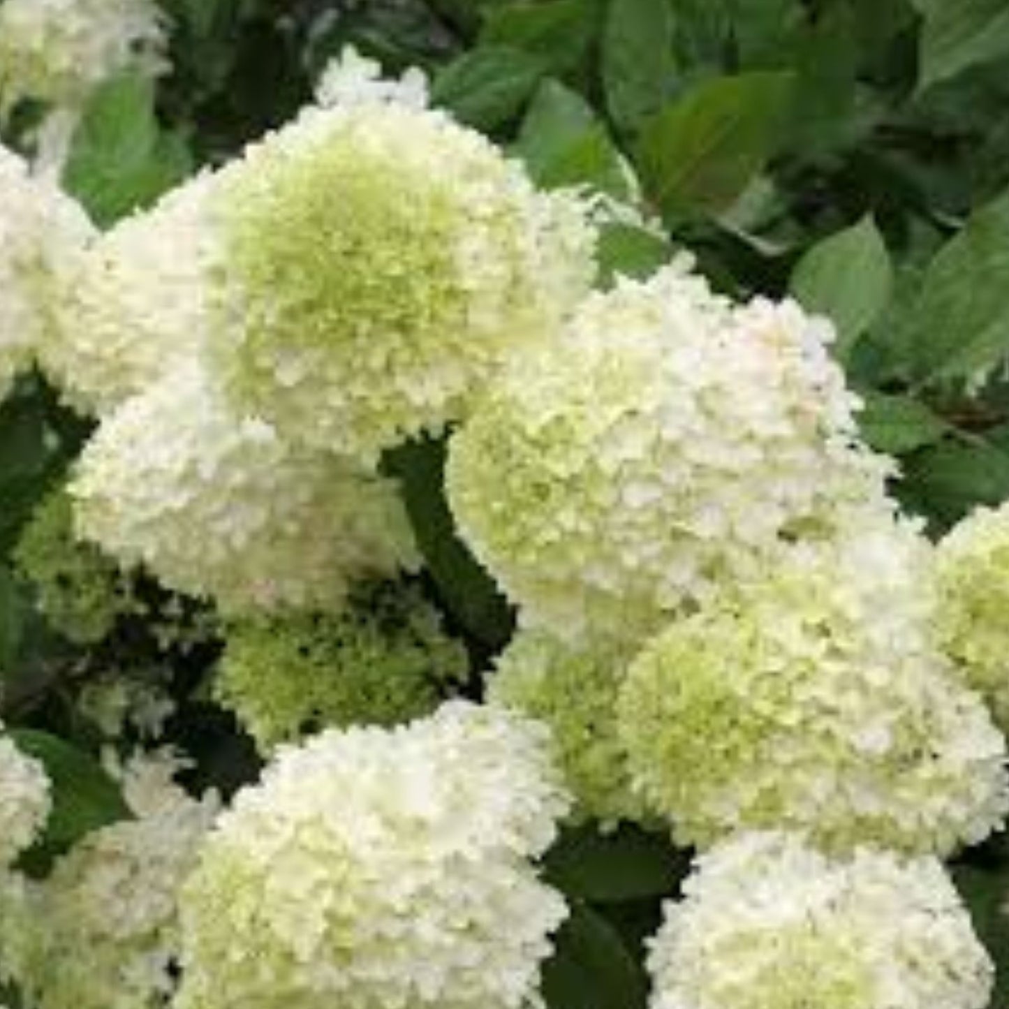 Lime Hydrangea Live Plant Quart Pot Shrub 6 12" Tall Hydrangea paniculata