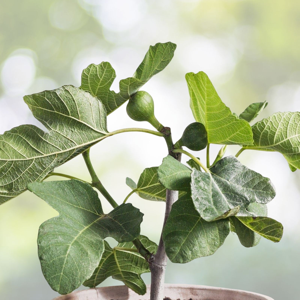 Dwarf Fig Tree Starter Plant - Compact Size - Self-Fertile - Ficus carica 'Fignomenal'