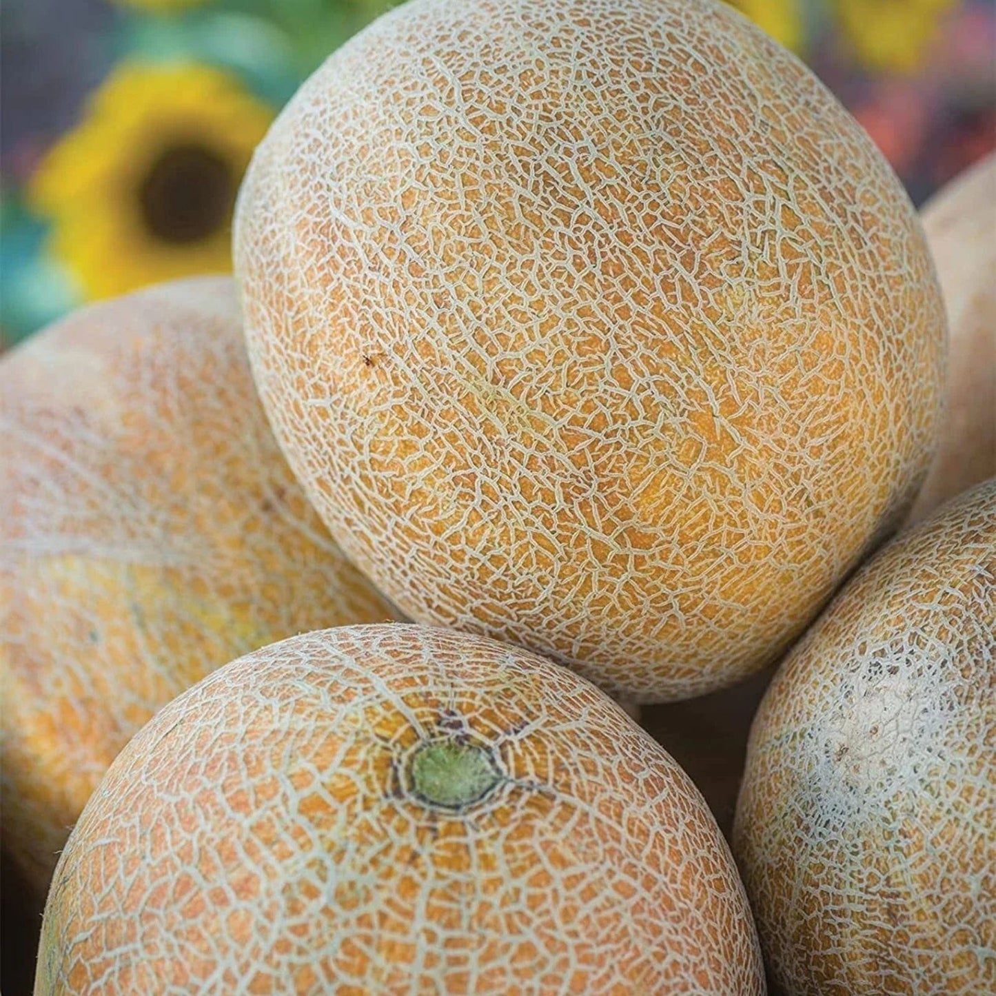 Ambrosia Cantaloupe Melon Seeds 10 Pack – Sweet Variety for Planting – Cucumis melo Fruit Seeds