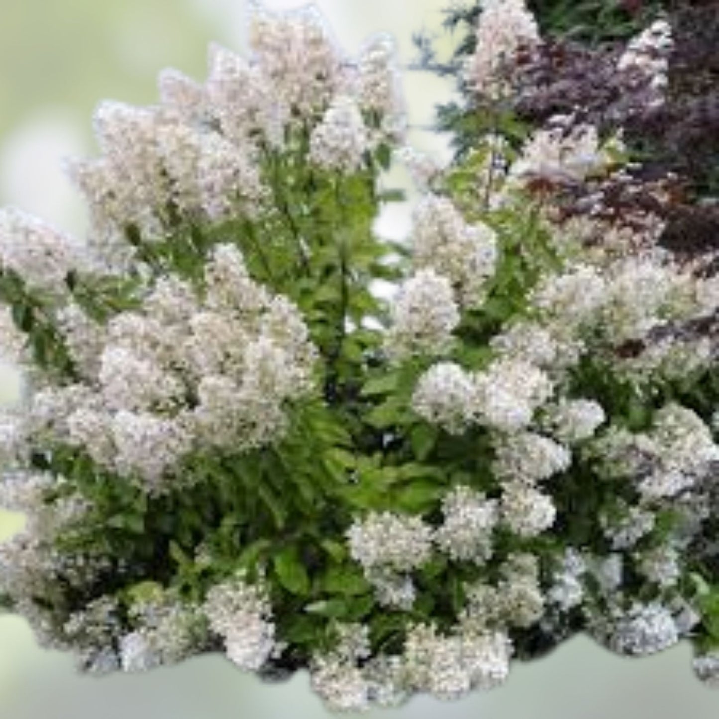 Pee Gee Hydrangea Cuttings - 6 Weeping White Blooms - Hydrangea paniculata - Garden Planting Material