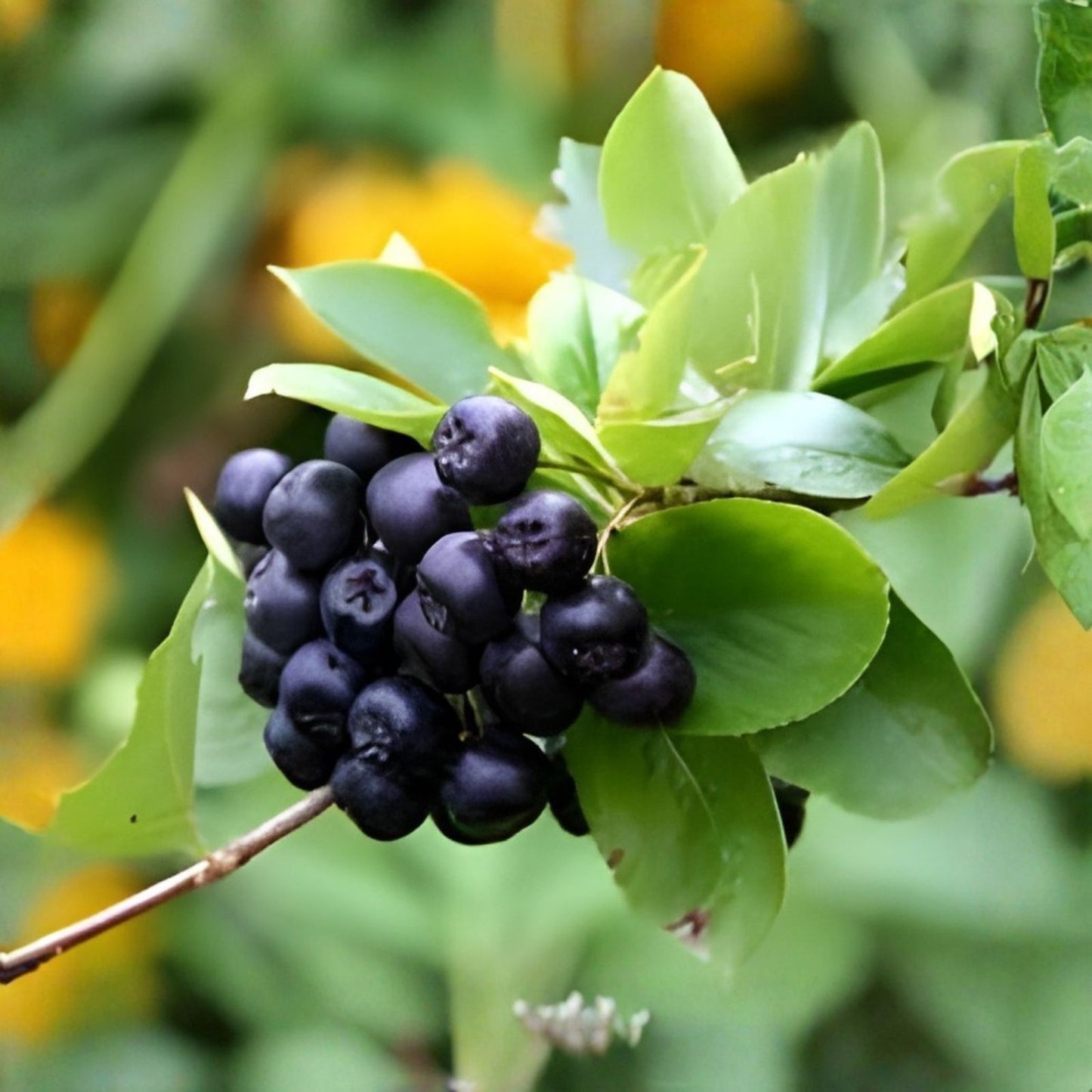 Black Chokeberry Shrub Bare Root 16+ Inches Aronia melanocarpa Edible Berry Bush Ornamental Shrub 1-2 Years Old