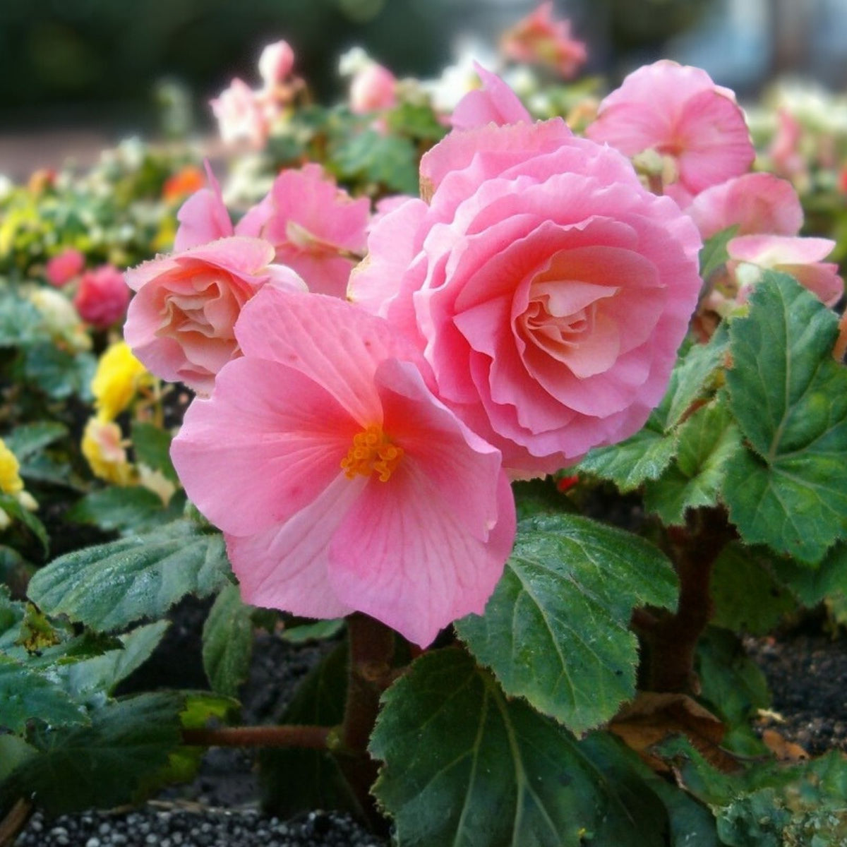 Rosy Haze Begonia Seeds 45/125 Non-GMO Flower Seeds Begonia x tuberhybrida