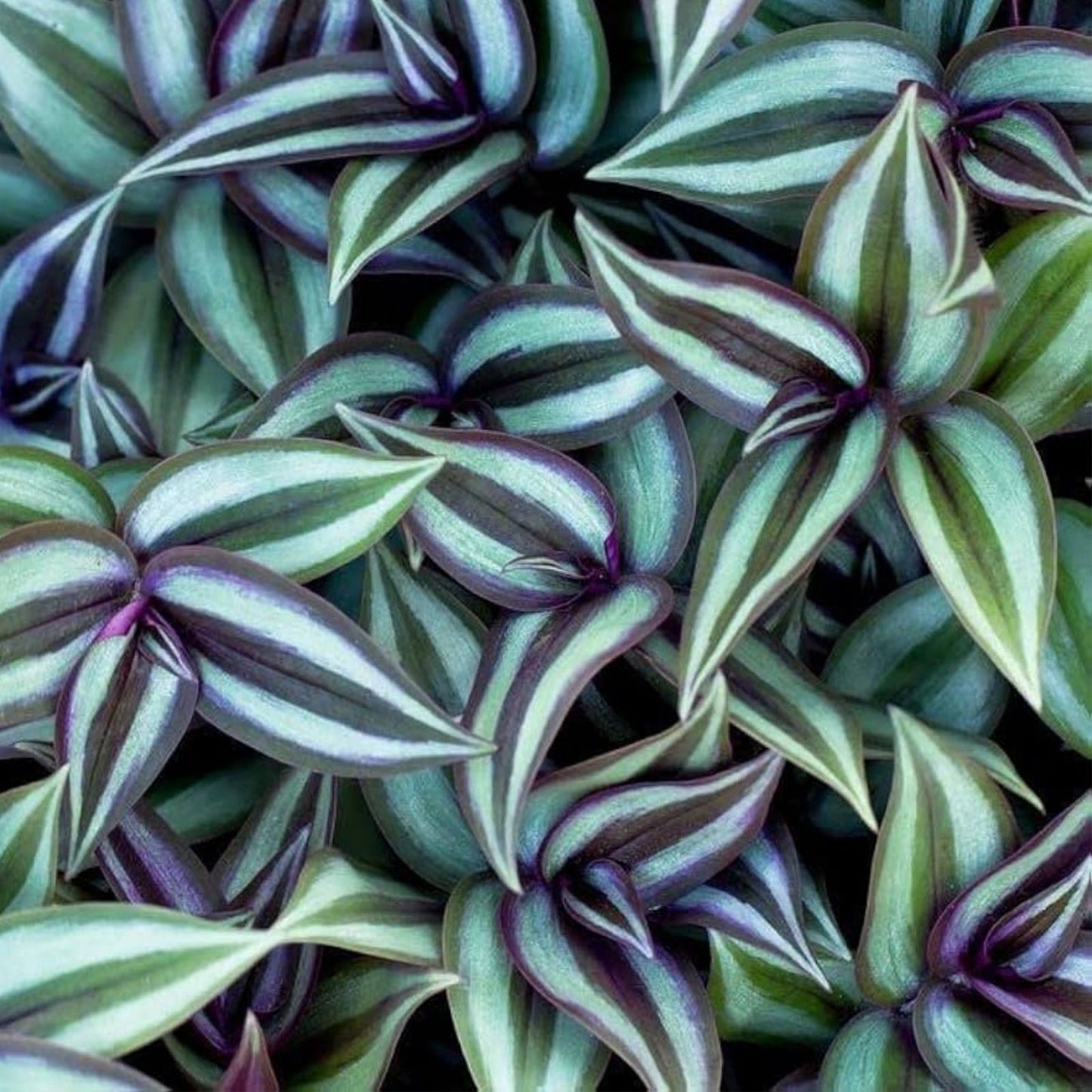Rare Tradescantia Burgundy Cuttings 3-4" Indoor Houseplant Propagation 8 Pack