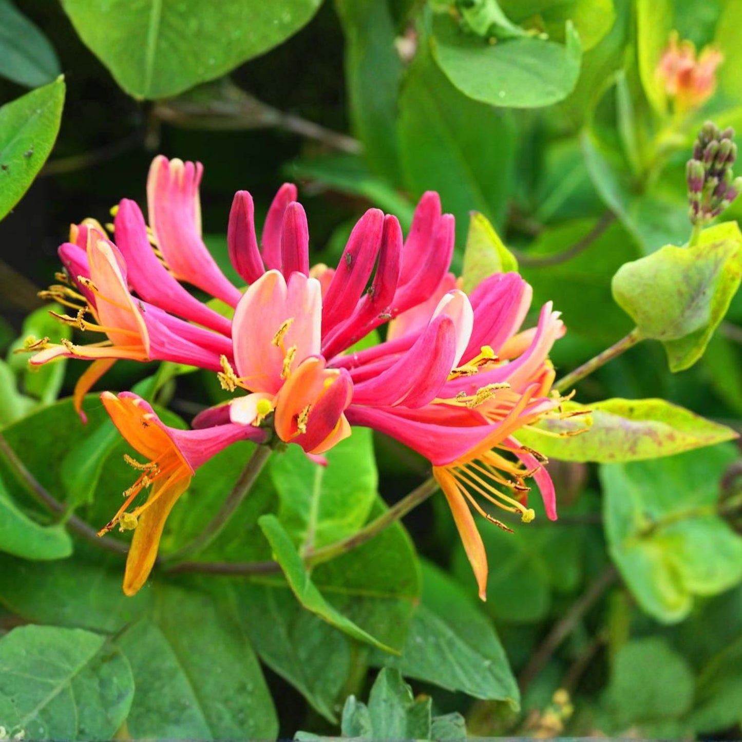 Honeysuckle Vine Starter Plant – 6" Lonicera spp. – Easy Care, Rooted Garden Climber, Freshly Dug