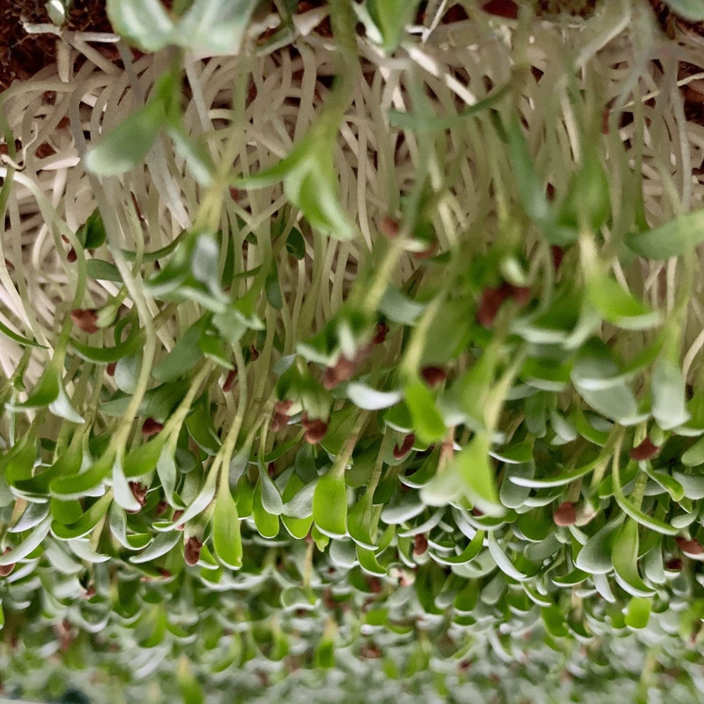 Non-GMO Arugula Microgreen Seeds for Sprouting, Organic & Heirloom Brassica rapa var. sylvestris, Gourmet Microgreen Seeds