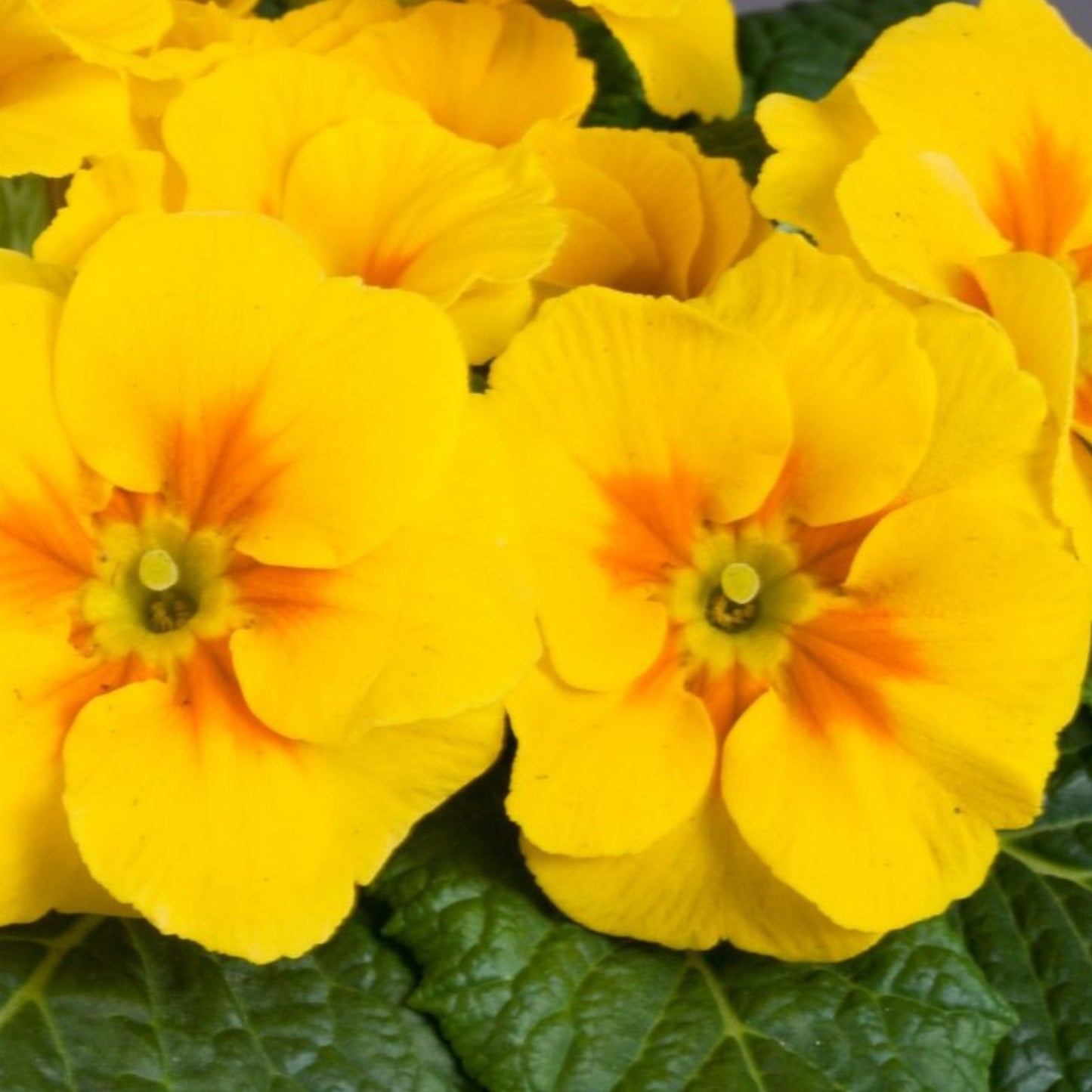 Primula Seeds 500 Count Golden Yellow Primula Danova Flower Seeds for Garden Planting, Non-California Shipping
