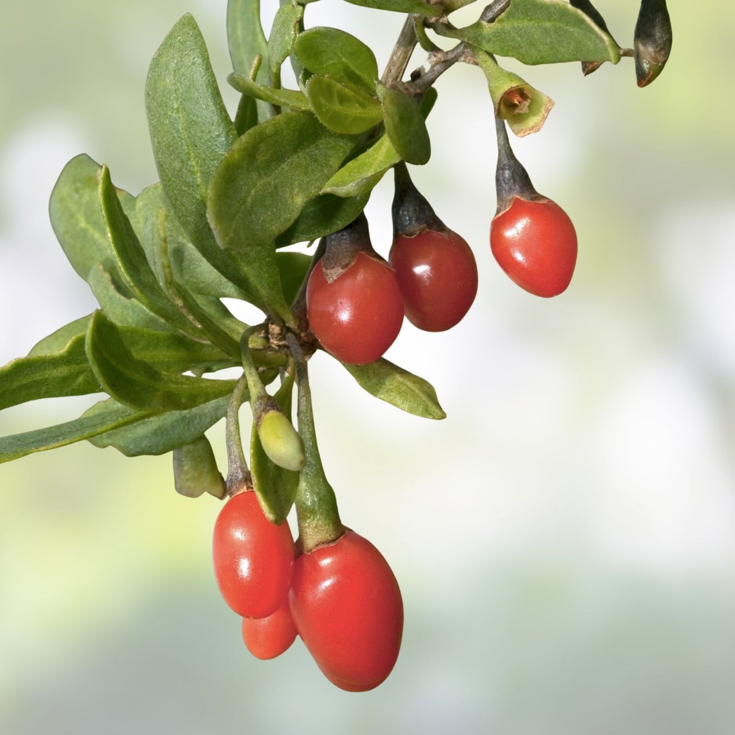 Goji Berry Tree Seeds 10 Pack - Exotic Fruit Seeds Lycium barbarum, Edible Berry Plant, Healthy Superfood Seeds