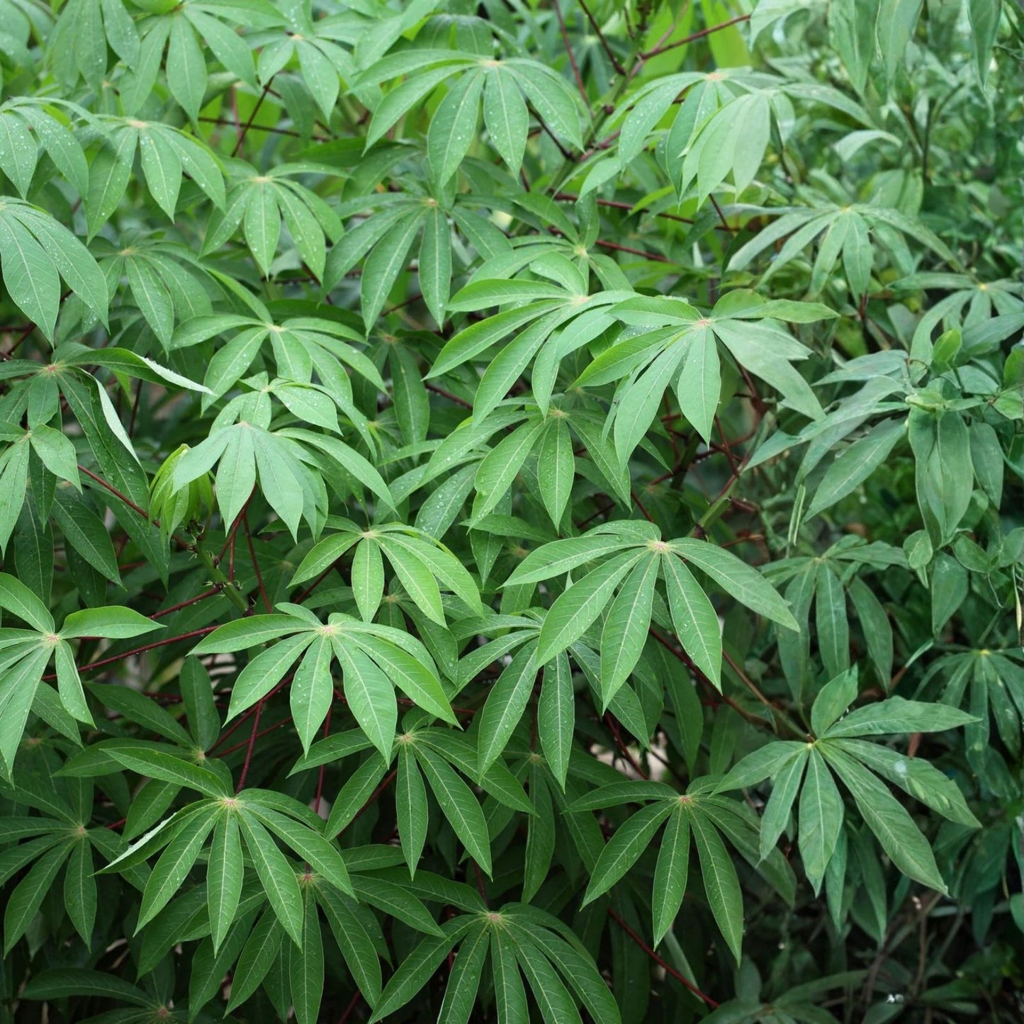 Yuca Cassava Live Cuttings 8-12” Organic Manihot Esculenta Stem 8 Pack Florida Grown