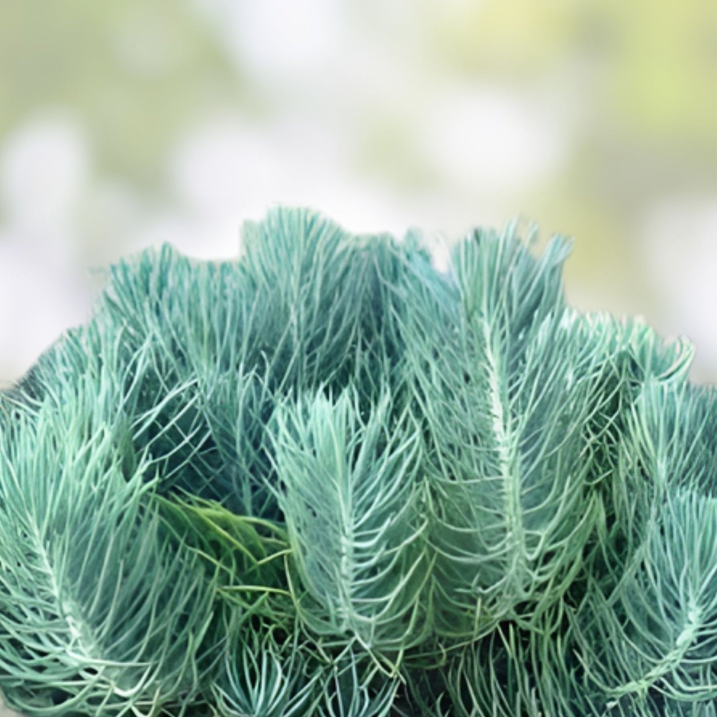 Senecio Mandraliscae Blue Chalk Sticks Succulent Cuttings - 5" Live Plants - Drought-Tolerant Indoor Decor
